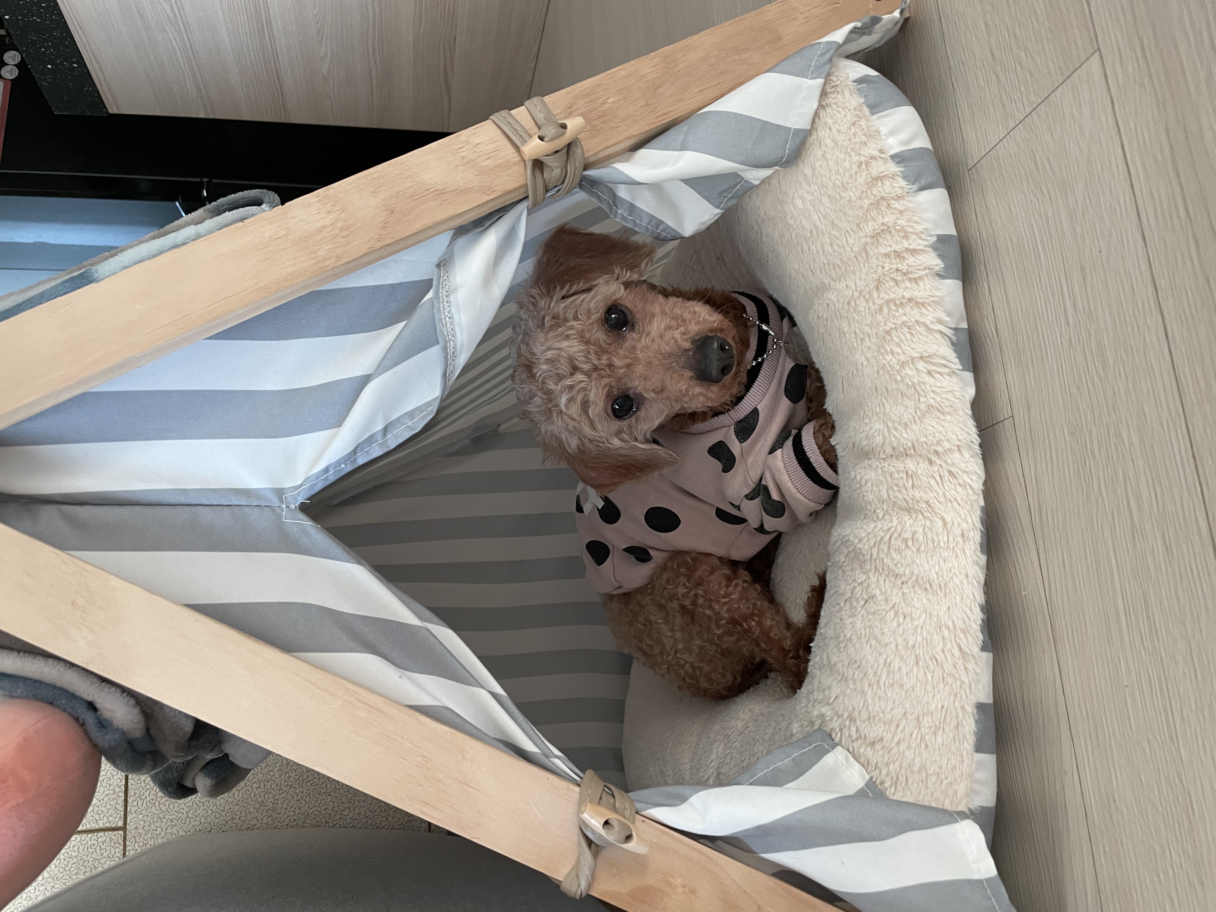 곤지암83 (치치) 입양 후기 입니다