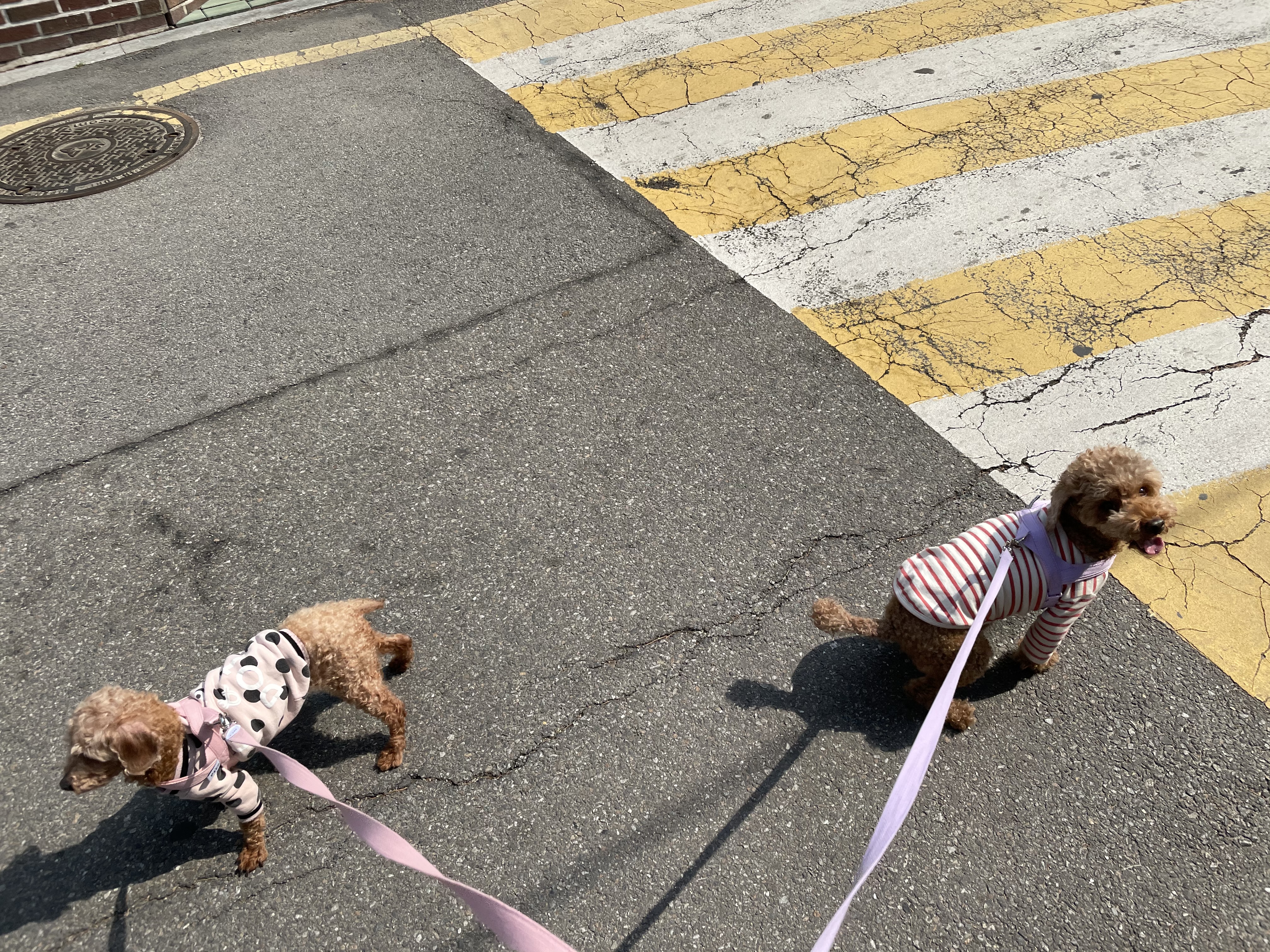 곤지암83 (치치) 입양 후기 입니다