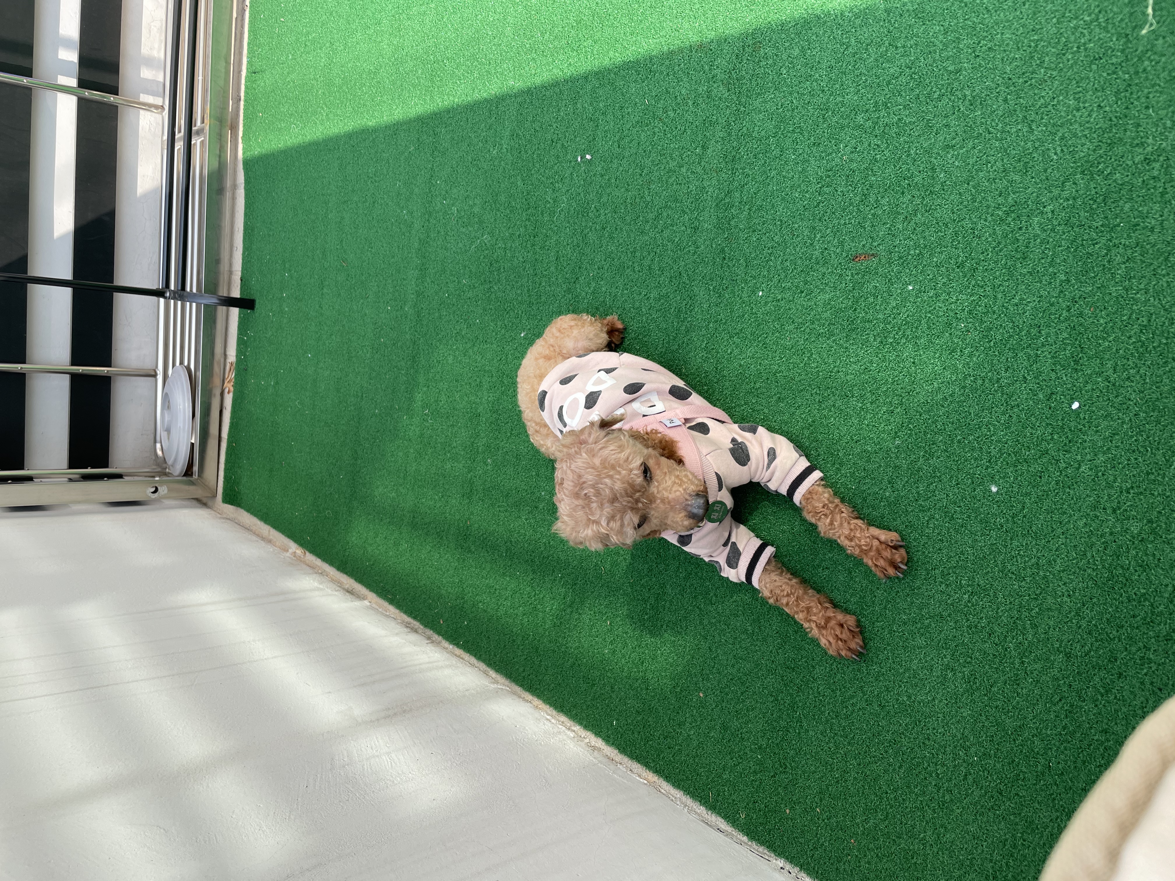 곤지암83 (치치) 입양 후기 입니다