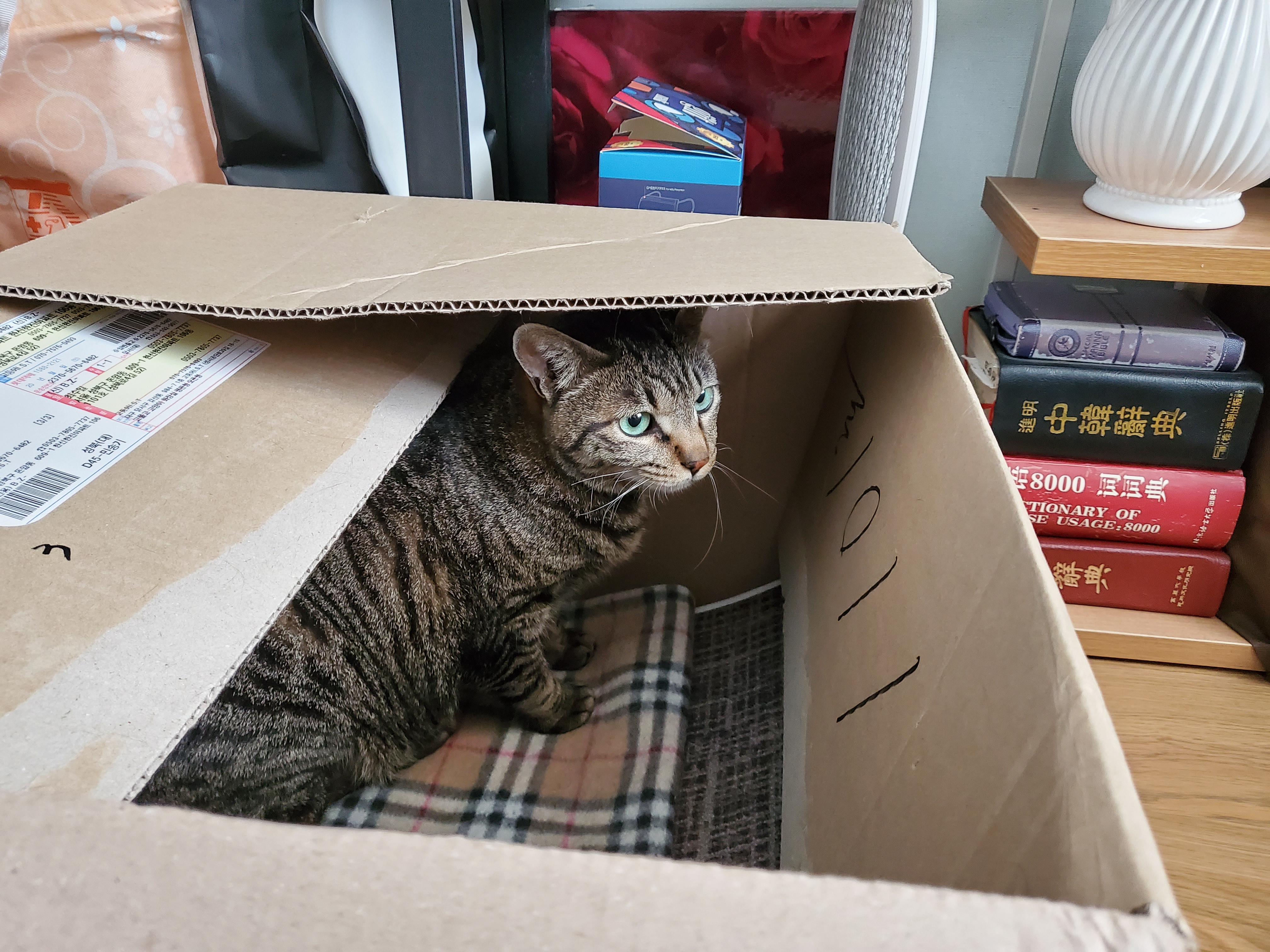 고양이 꽁치 입양 후 1주일