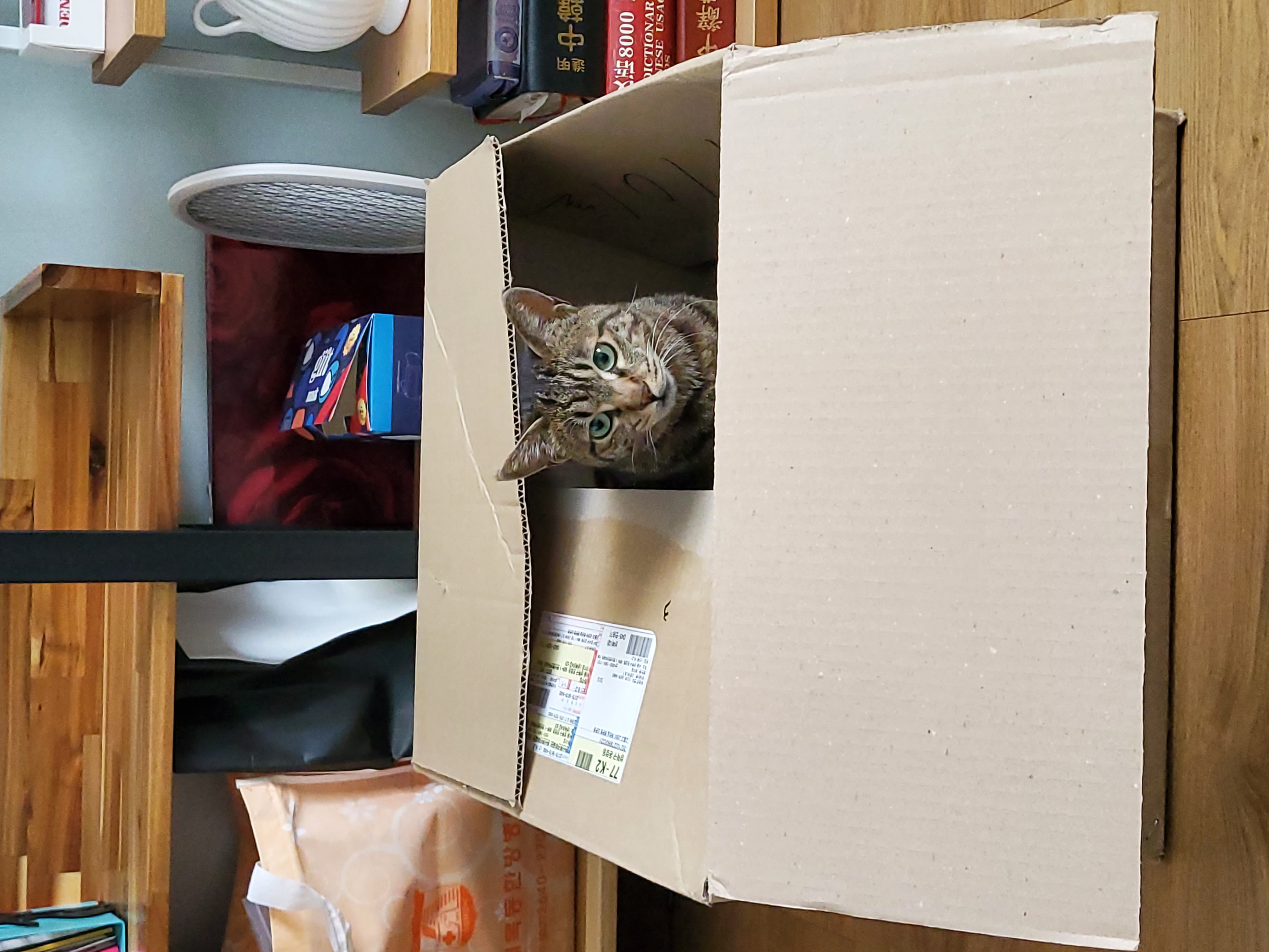 고양이 꽁치 입양 후 1주일