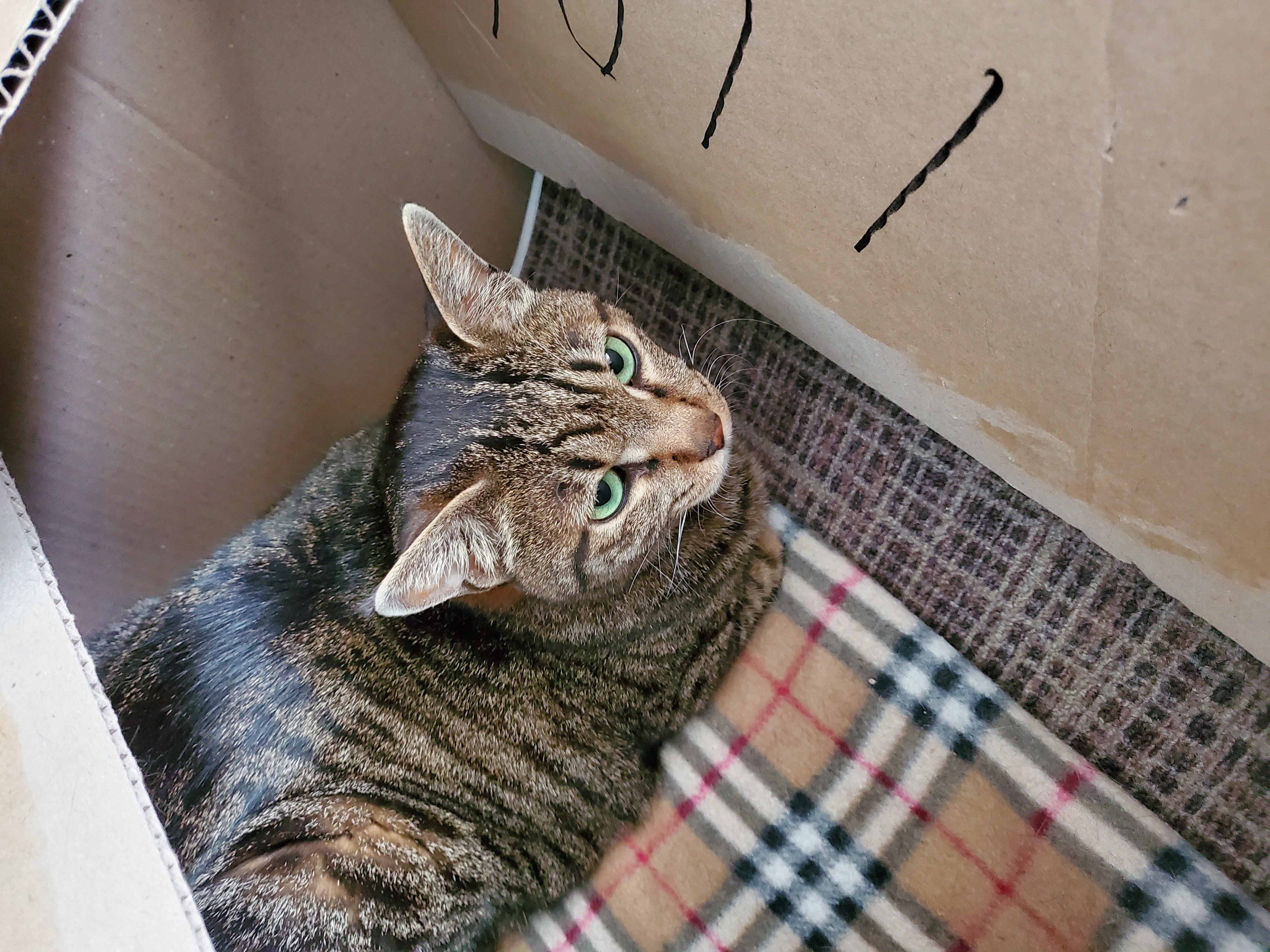 고양이 꽁치 입양 후 1주일