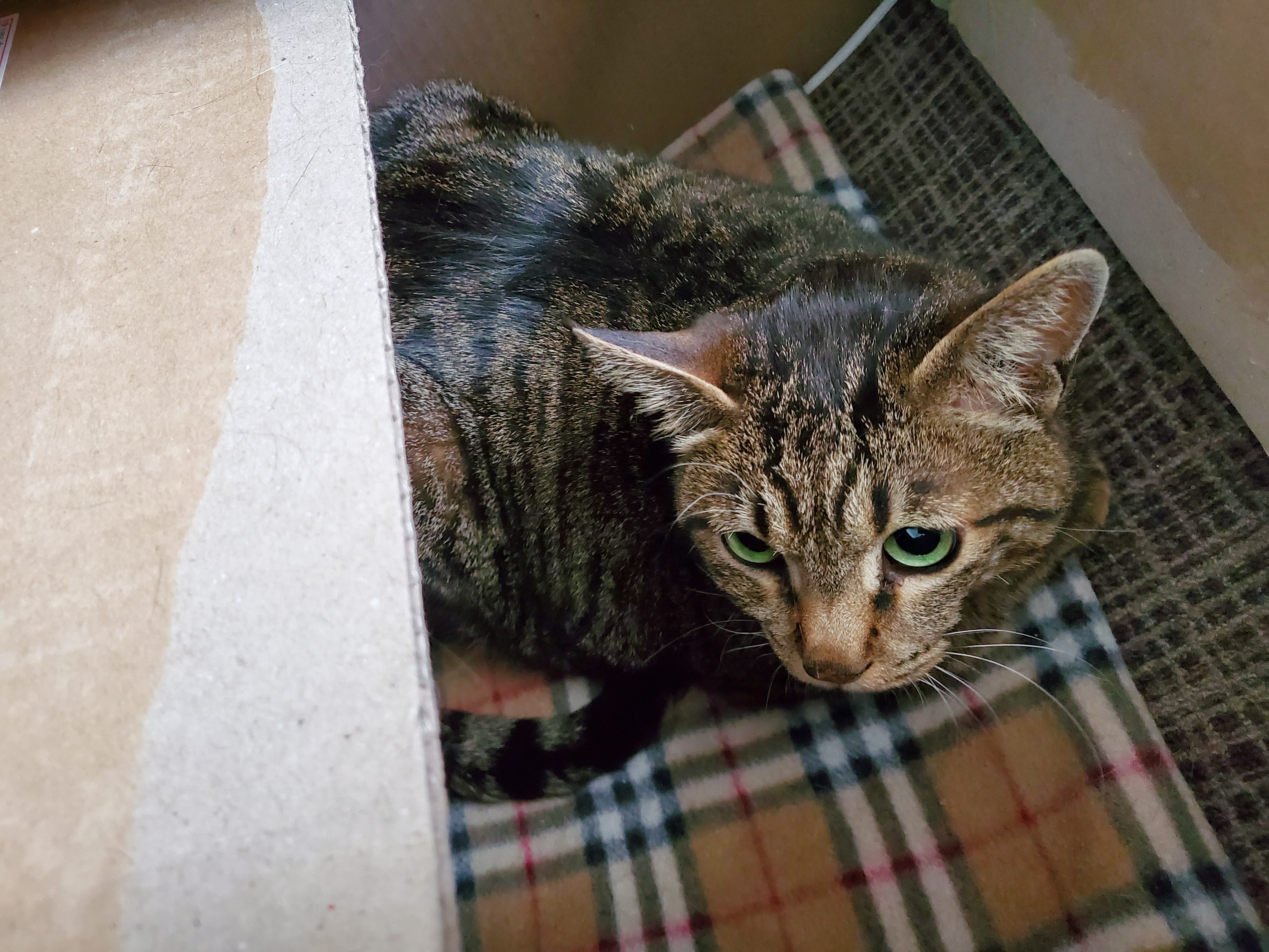 고양이 꽁치 입양 후 1주일