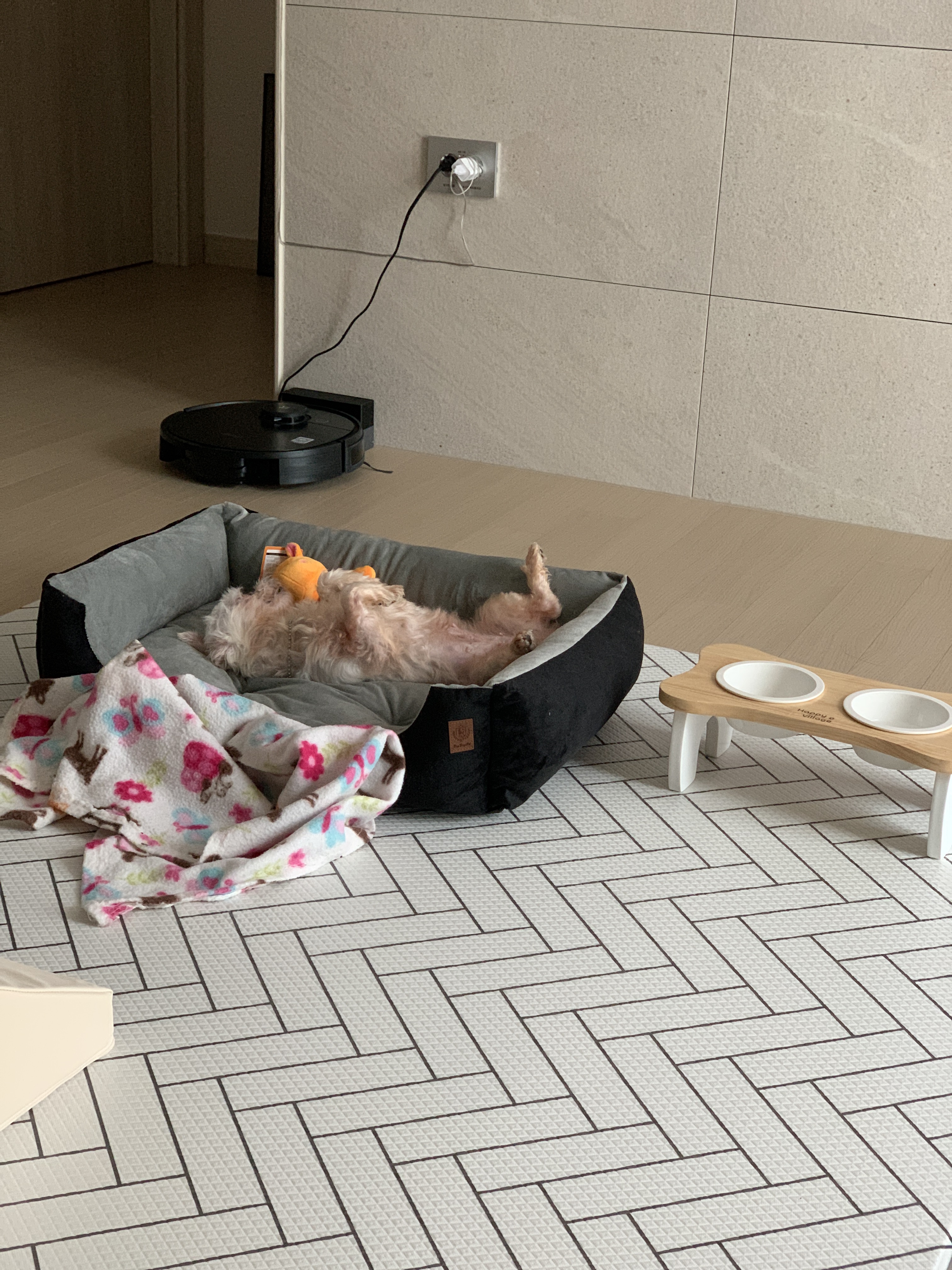 곤지암 콩순이(조이) 입양 후 일주일 :)