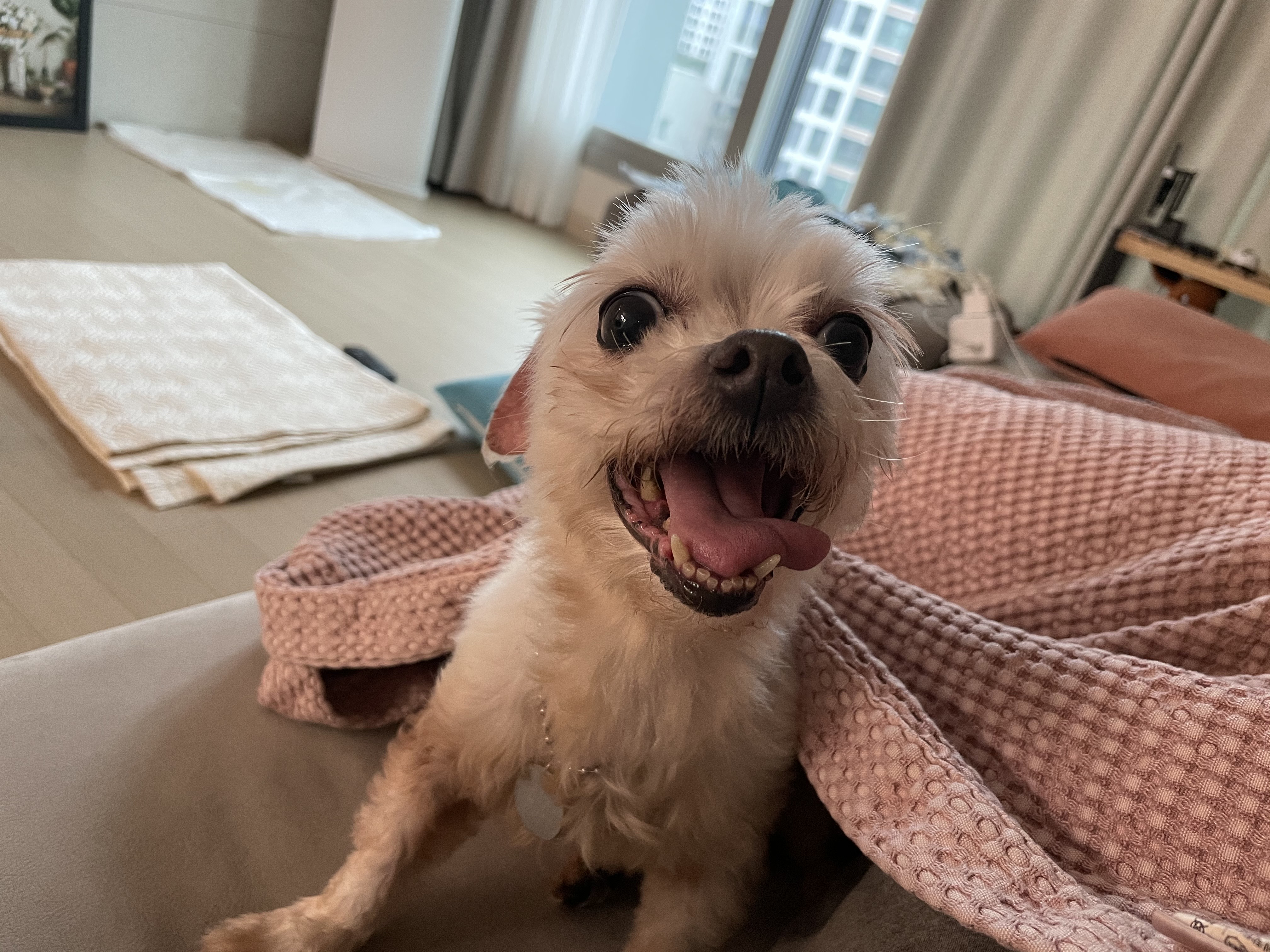 곤지암 콩순이(조이) 입양 후 일주일 :)