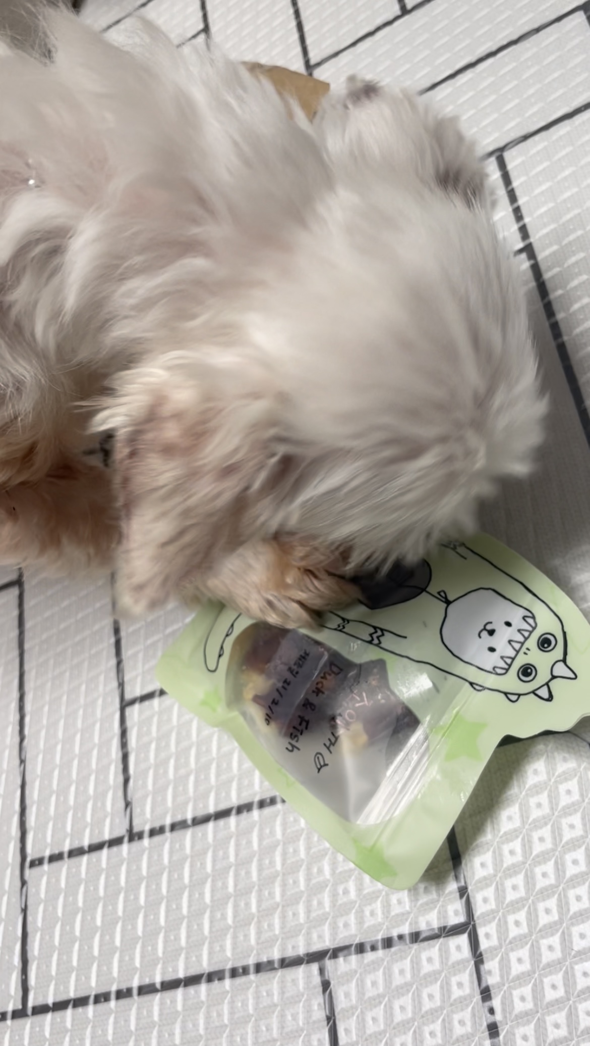 곤지암 콩순이(조이) 입양 후 일주일 :)