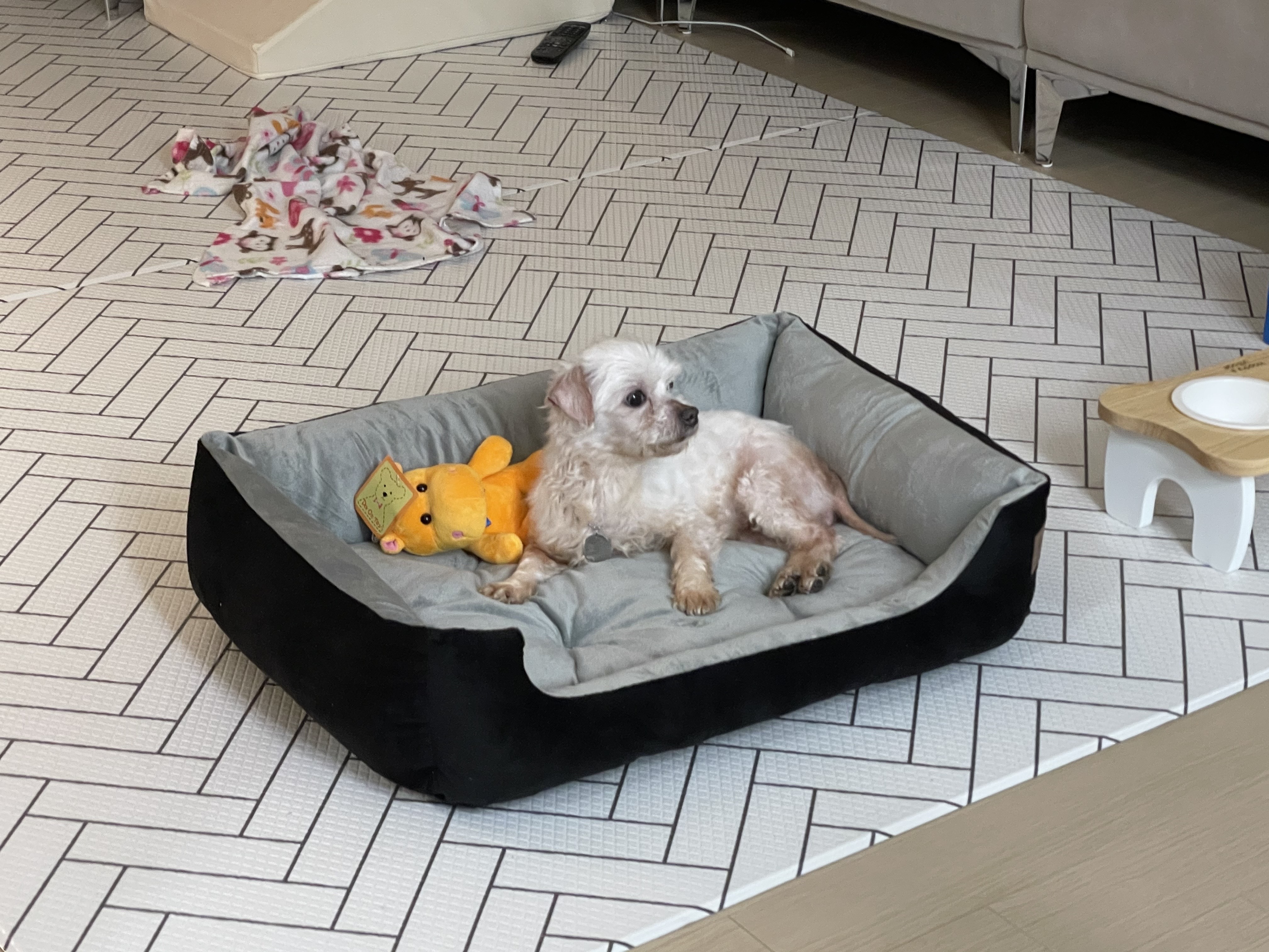 곤지암 콩순이(조이) 입양 후 일주일 :)