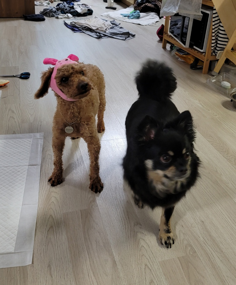 하루(해랑이)의 보름 동안의 후기를 올려드립니다.