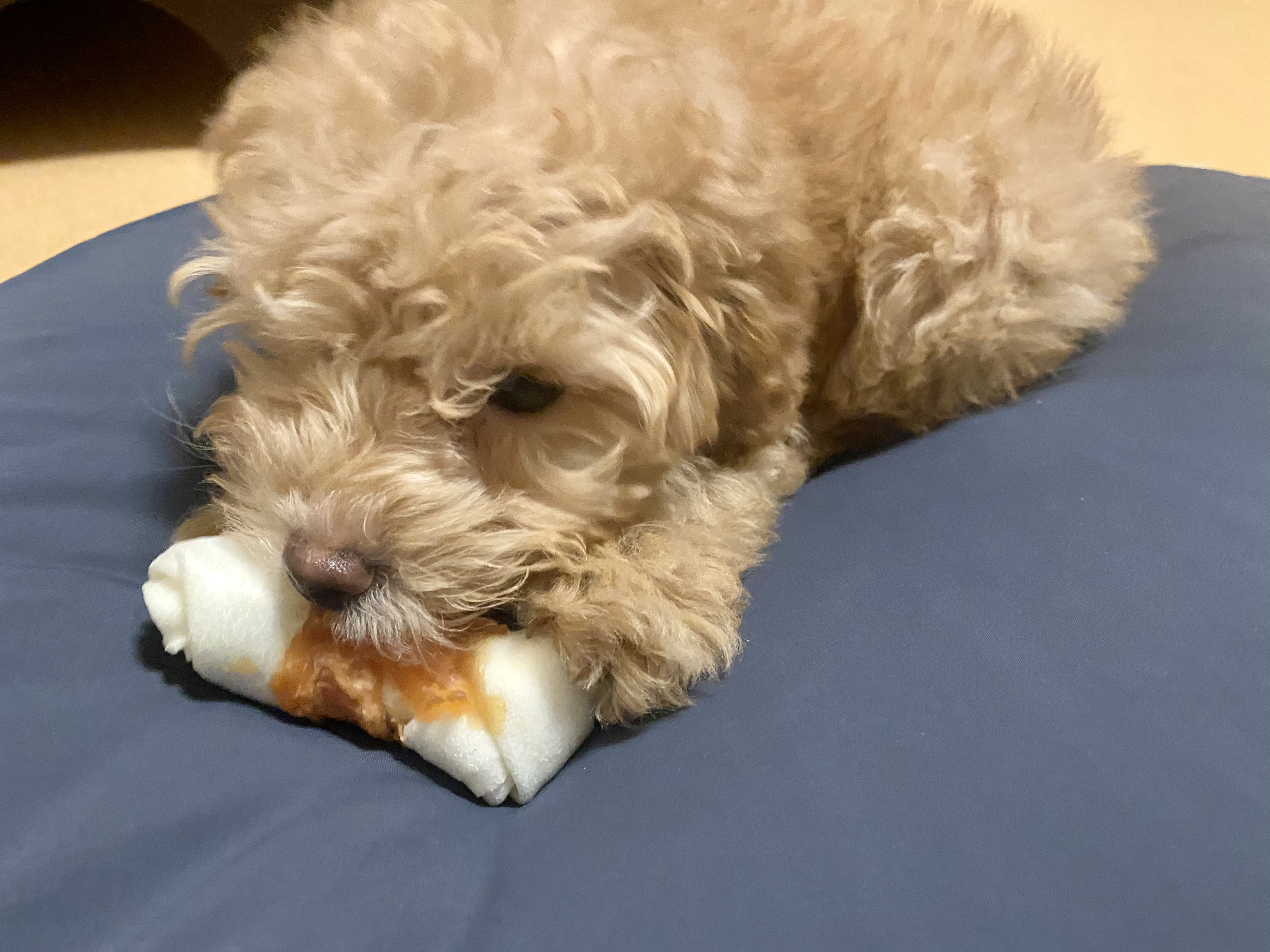 랑이(곤지암 해사) 3주차