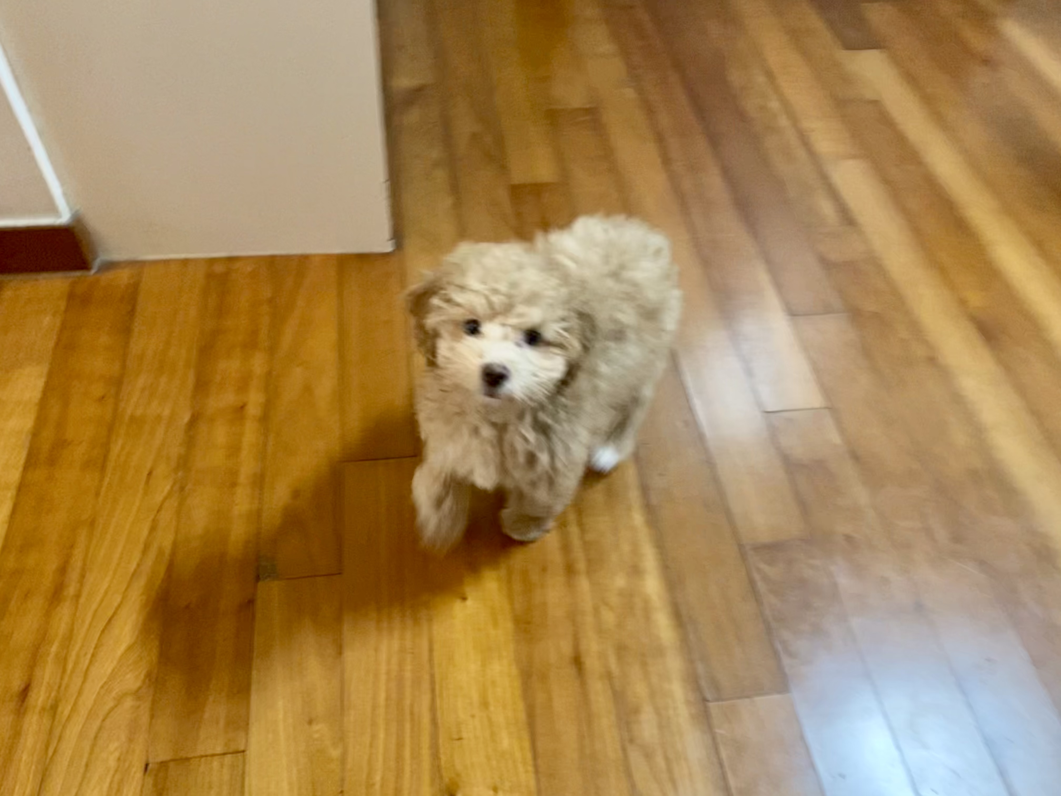 랑이(곤지암 해사) 3주차