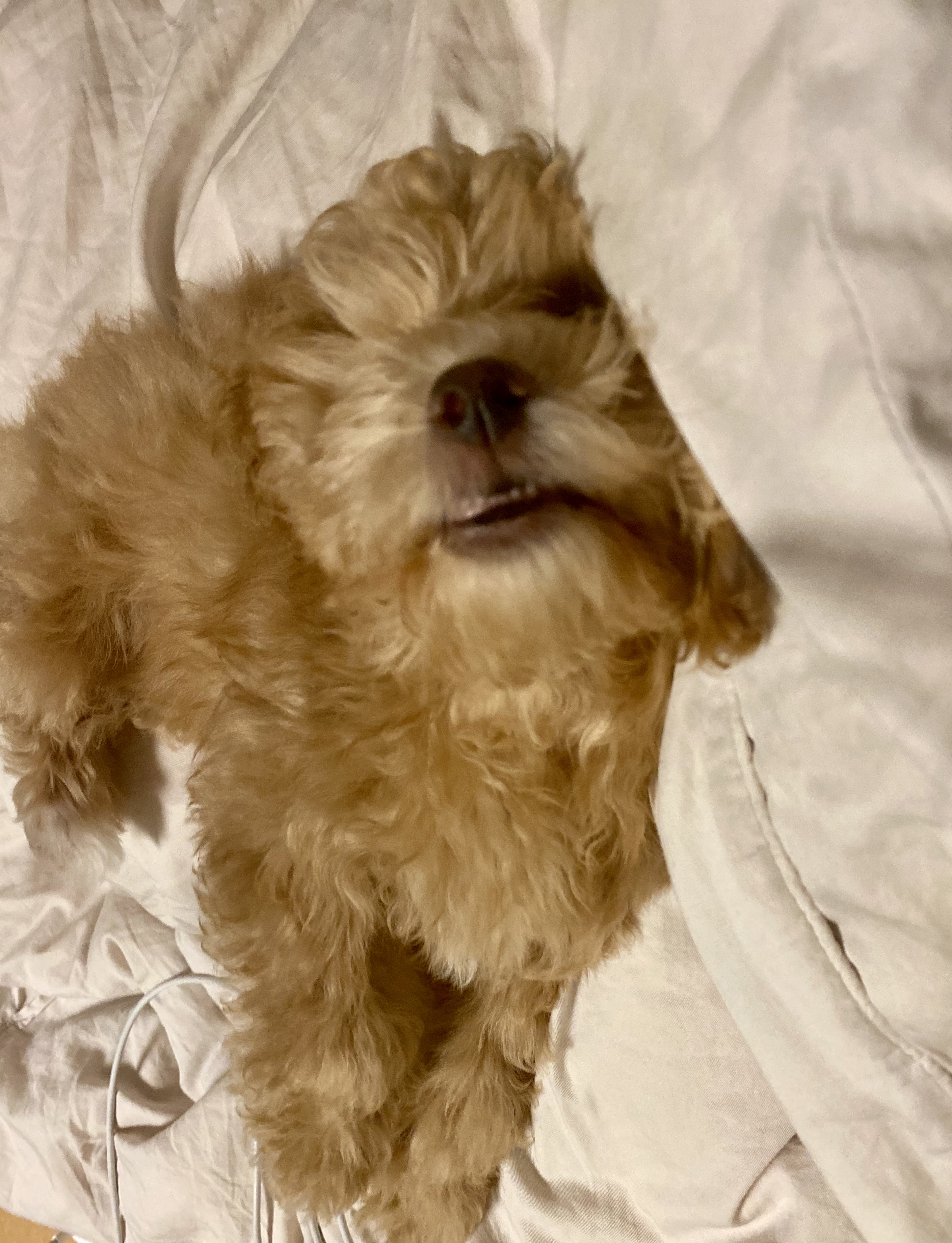 랑이(곤지암 해사) 3주차