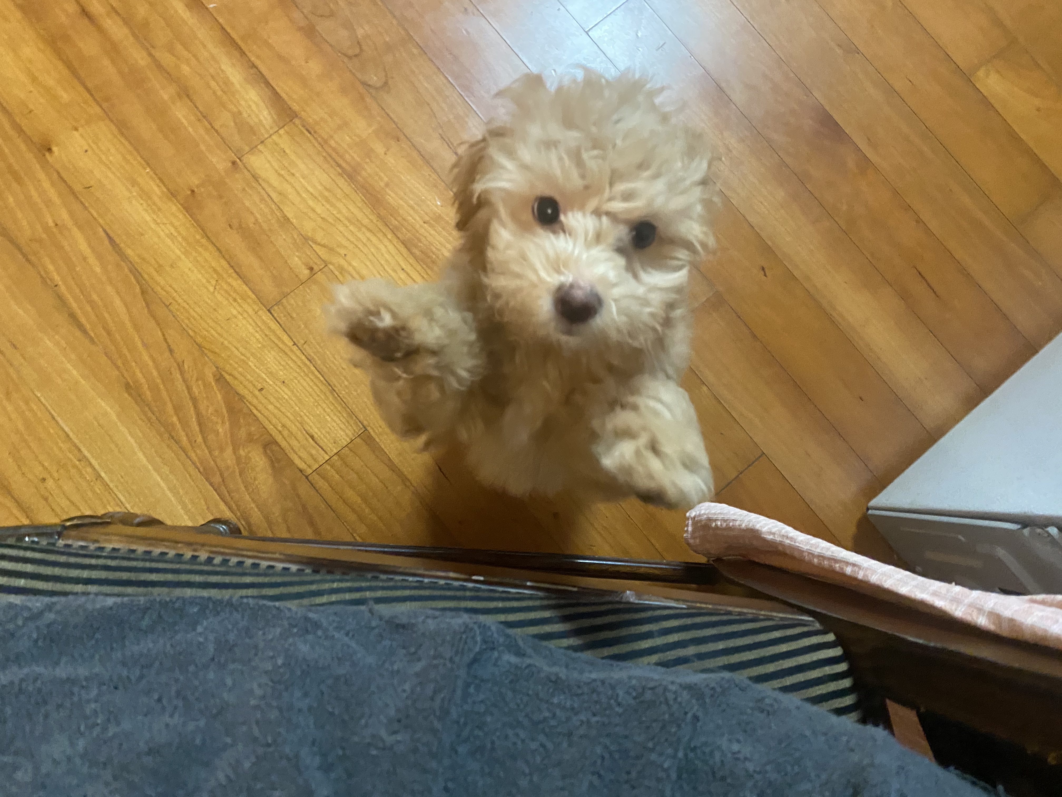 랑이(곤지암 해사) 3주차