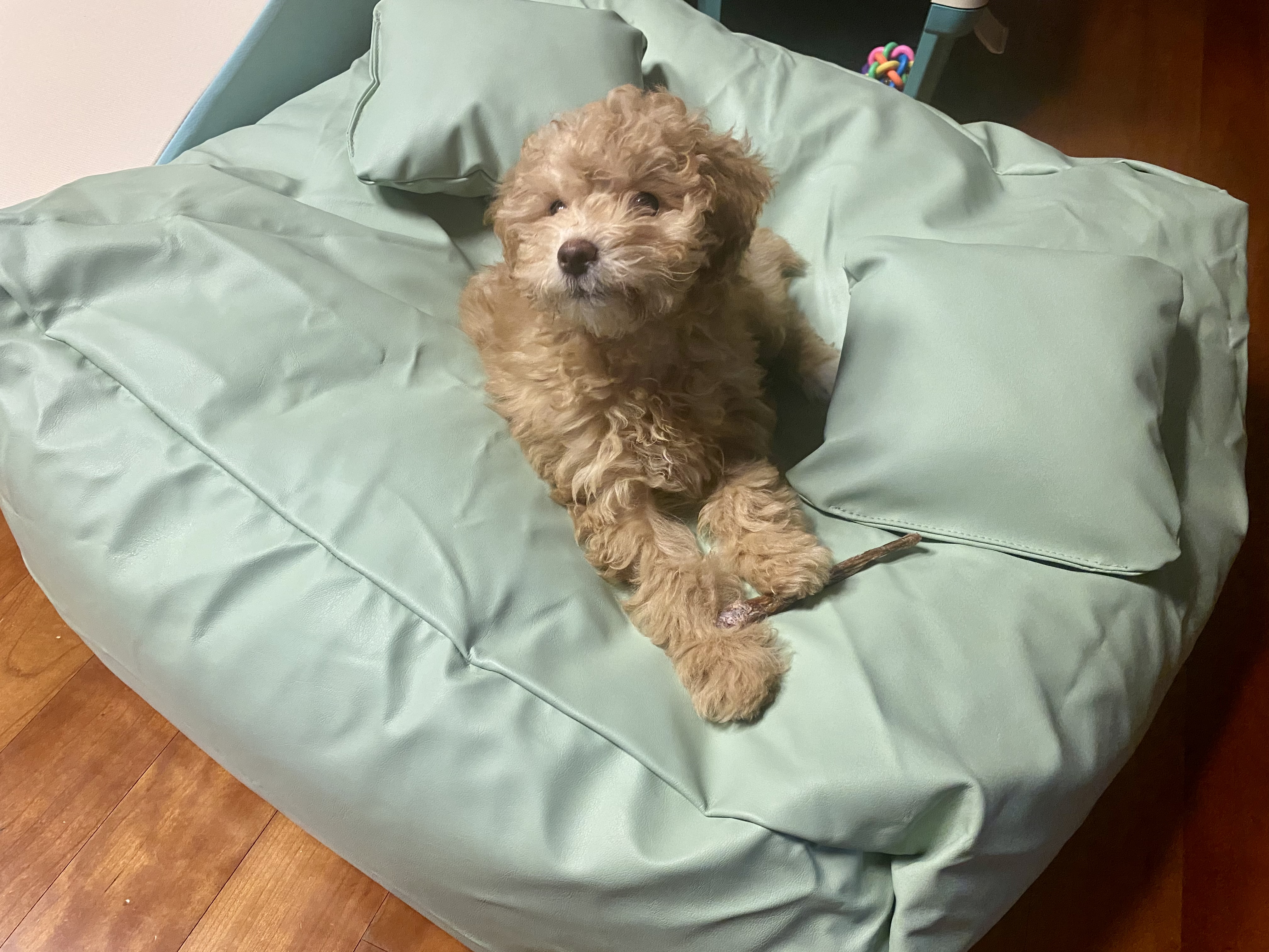 랑이(곤지암 해사) 3주차