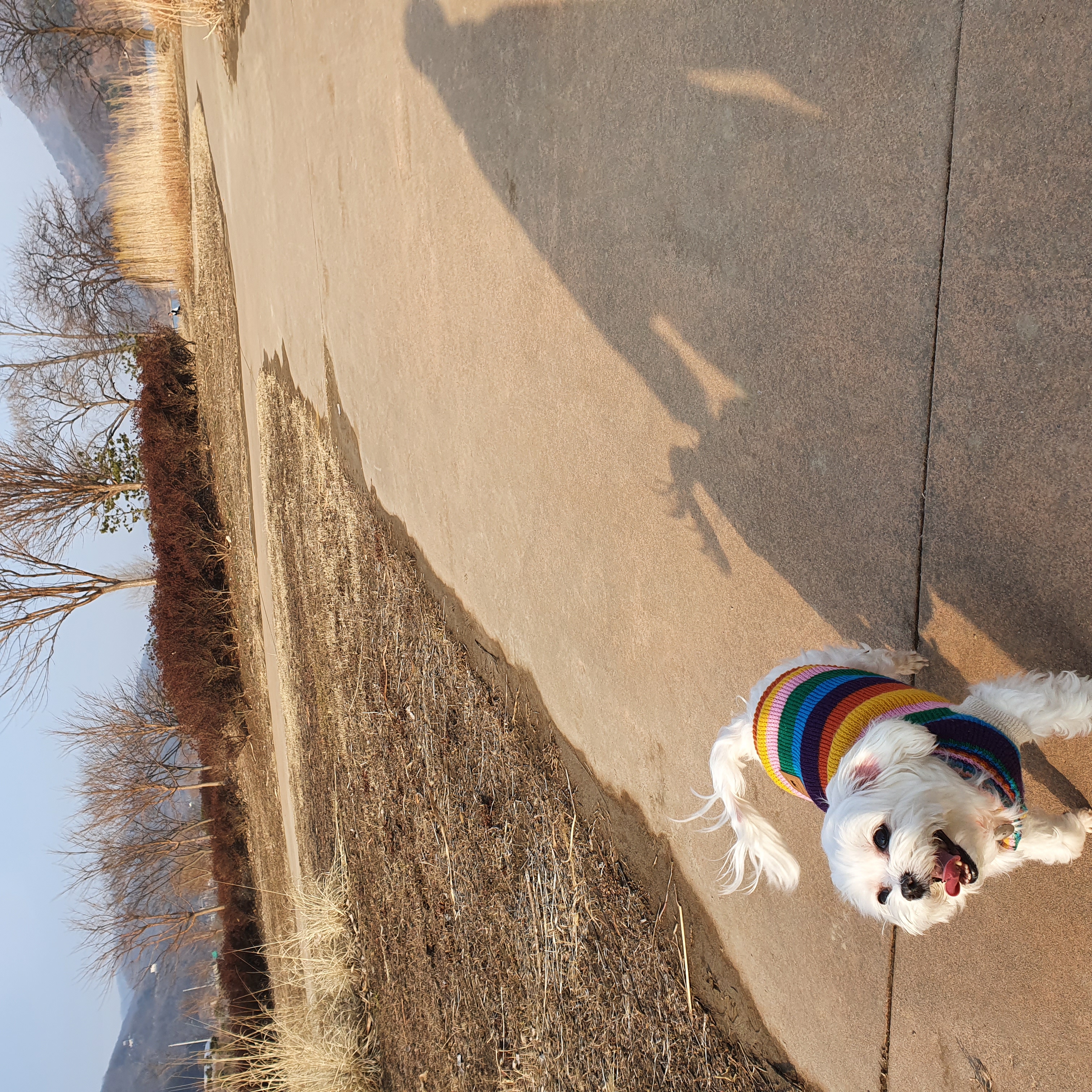 시흥강아지공장 구조견 뽀야 근황입니다!