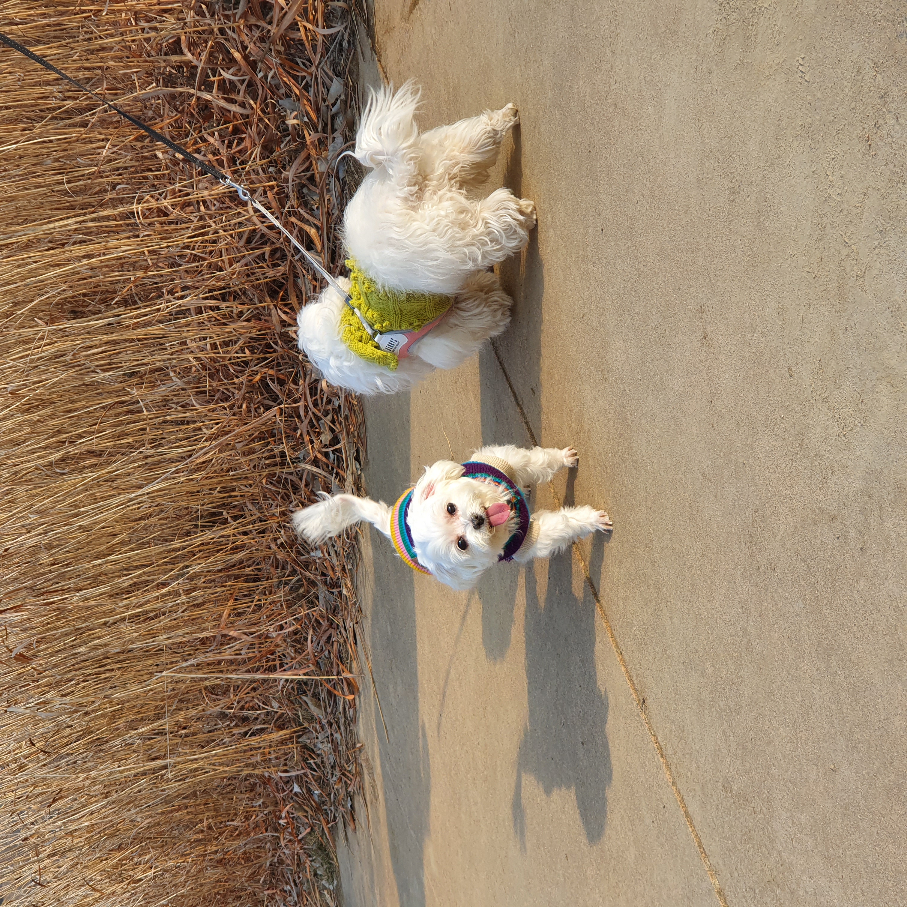 시흥강아지공장 구조견 뽀야 근황입니다!
