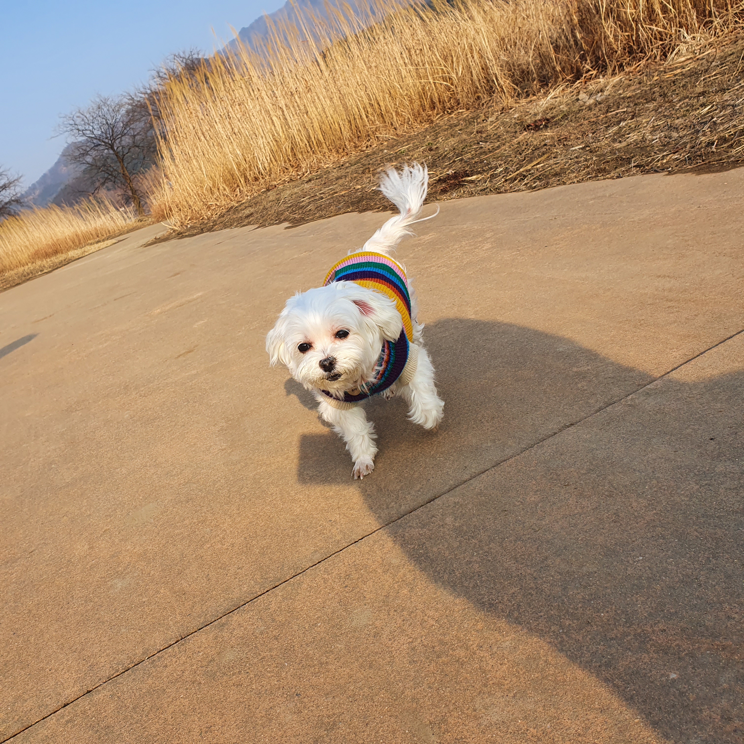 시흥강아지공장 구조견 뽀야 근황입니다!