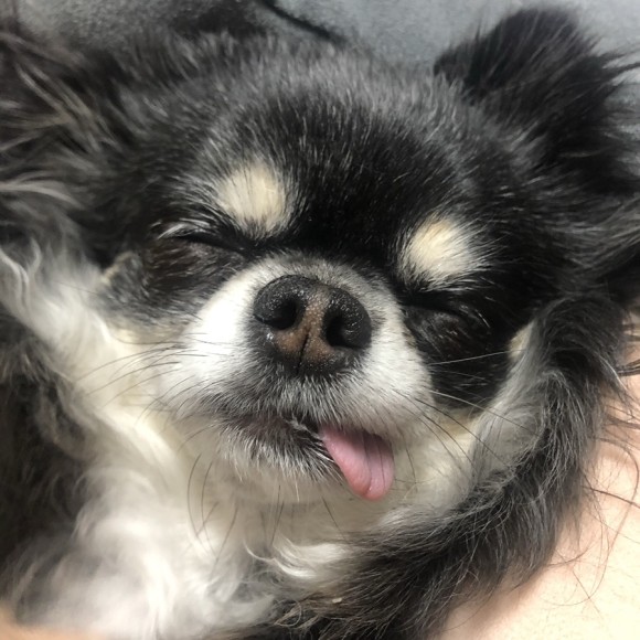 구 드림 현 아담이와 2주년이에요~!