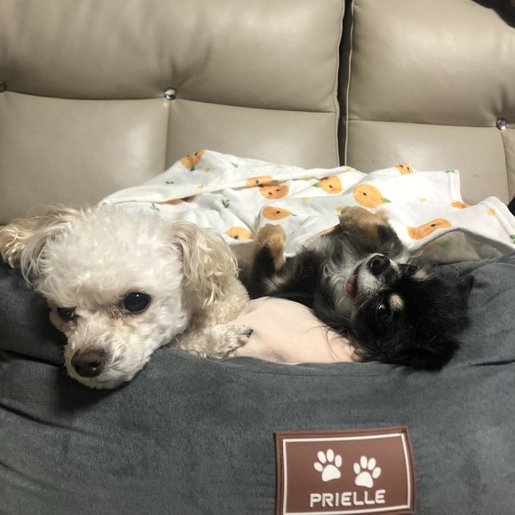 구 드림 현 아담이와 2주년이에요~!