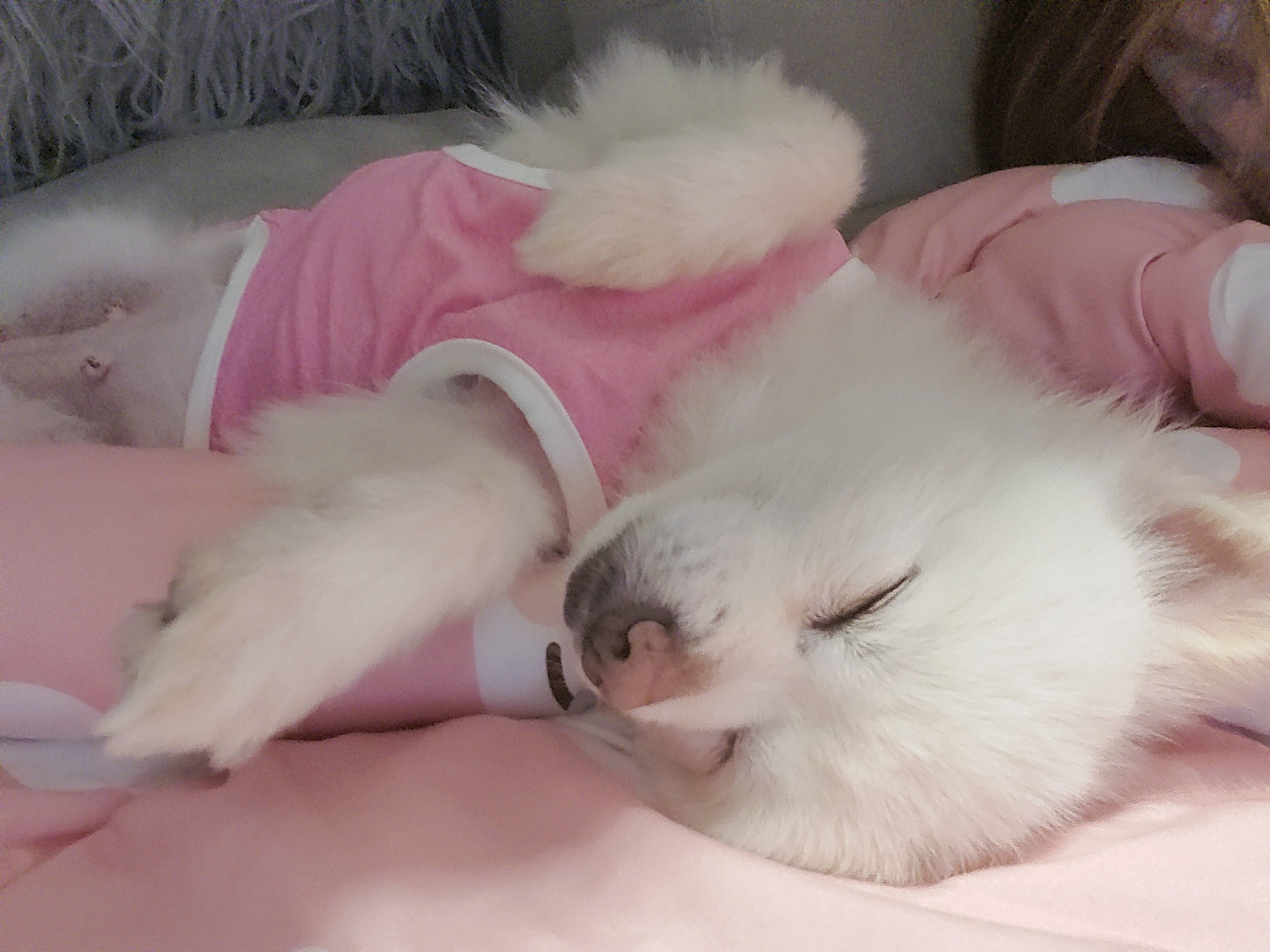 봄이(곤지암구조견 꿀밤이)입양1주차