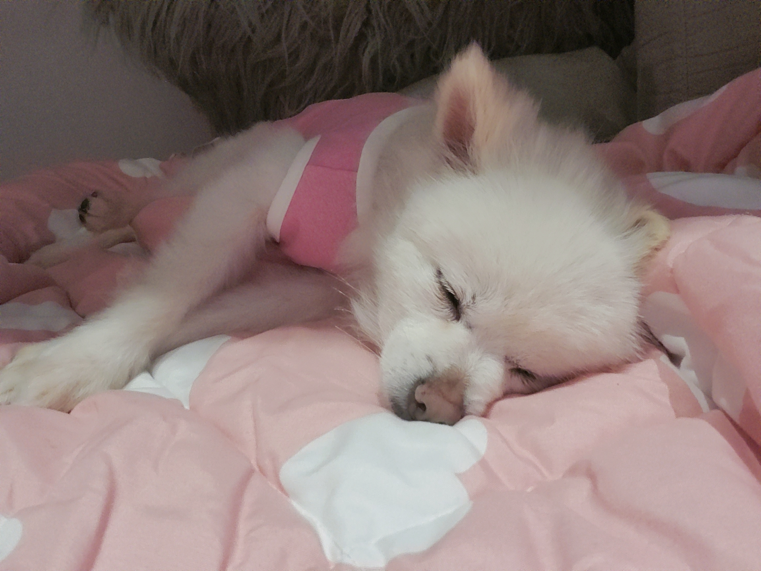 봄이(곤지암구조견 꿀밤이)입양1주차