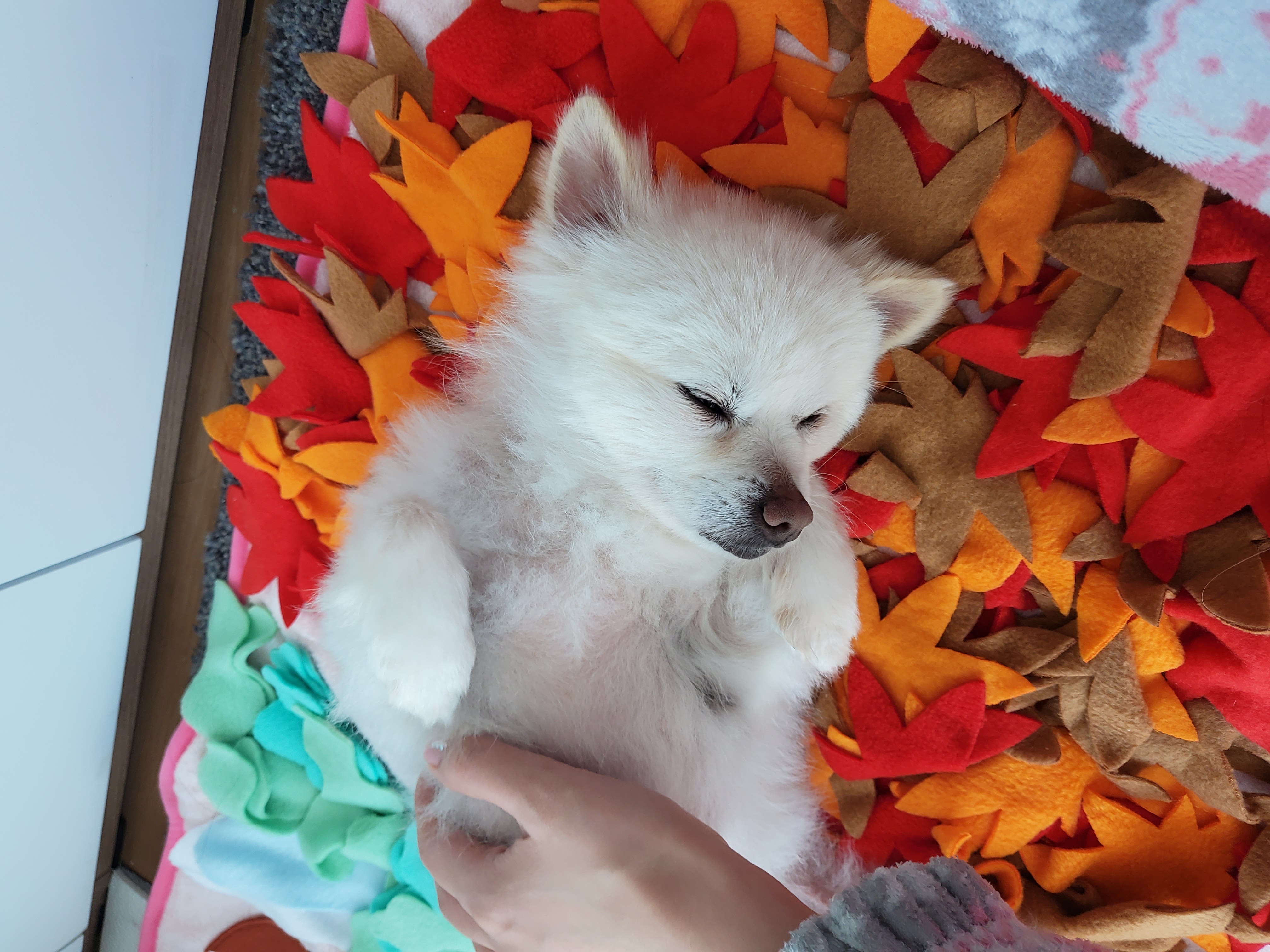 봄이(곤지암구조견 꿀밤이)입양1주차