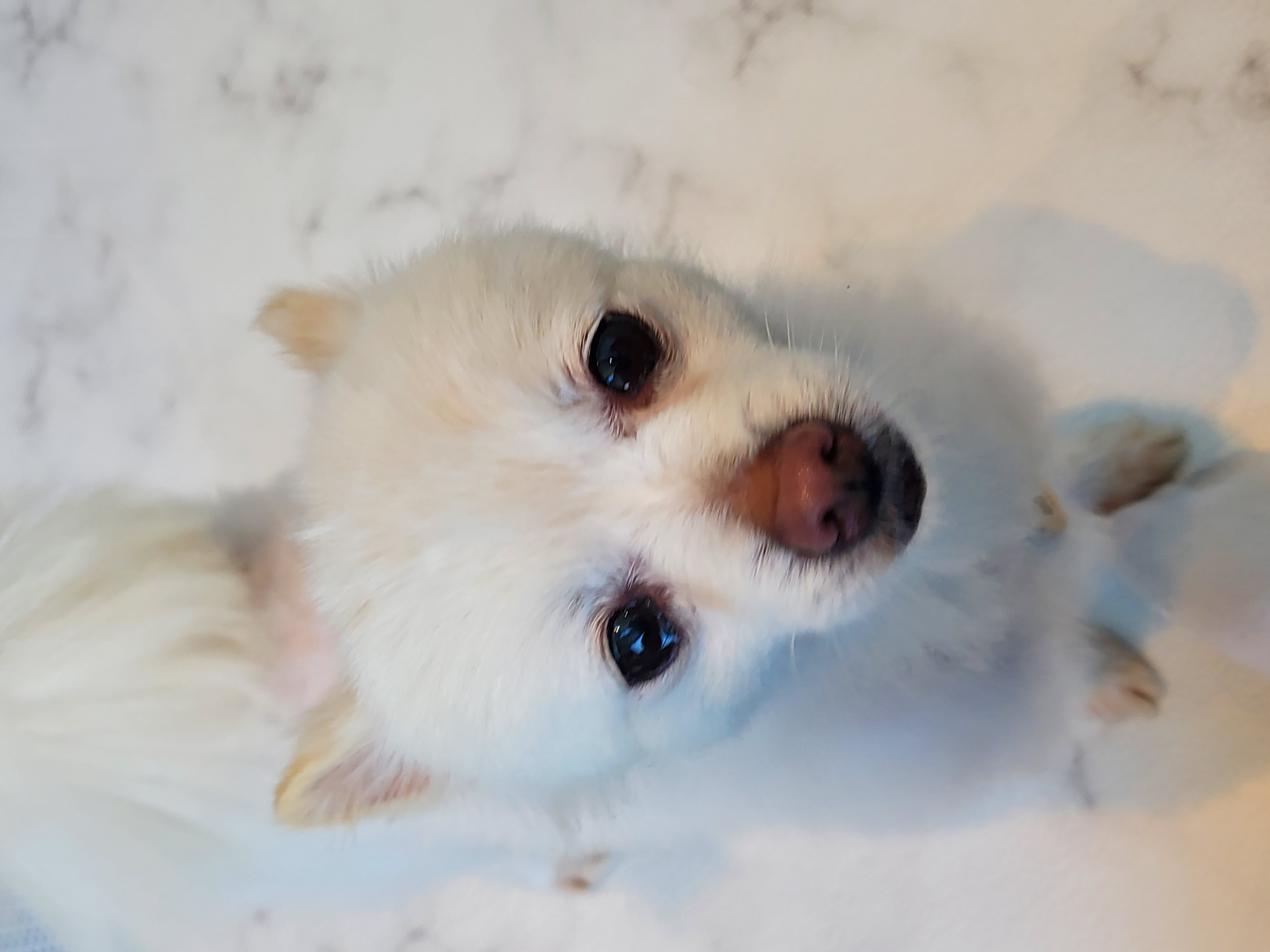 봄이(곤지암구조견 꿀밤이)입양1주차