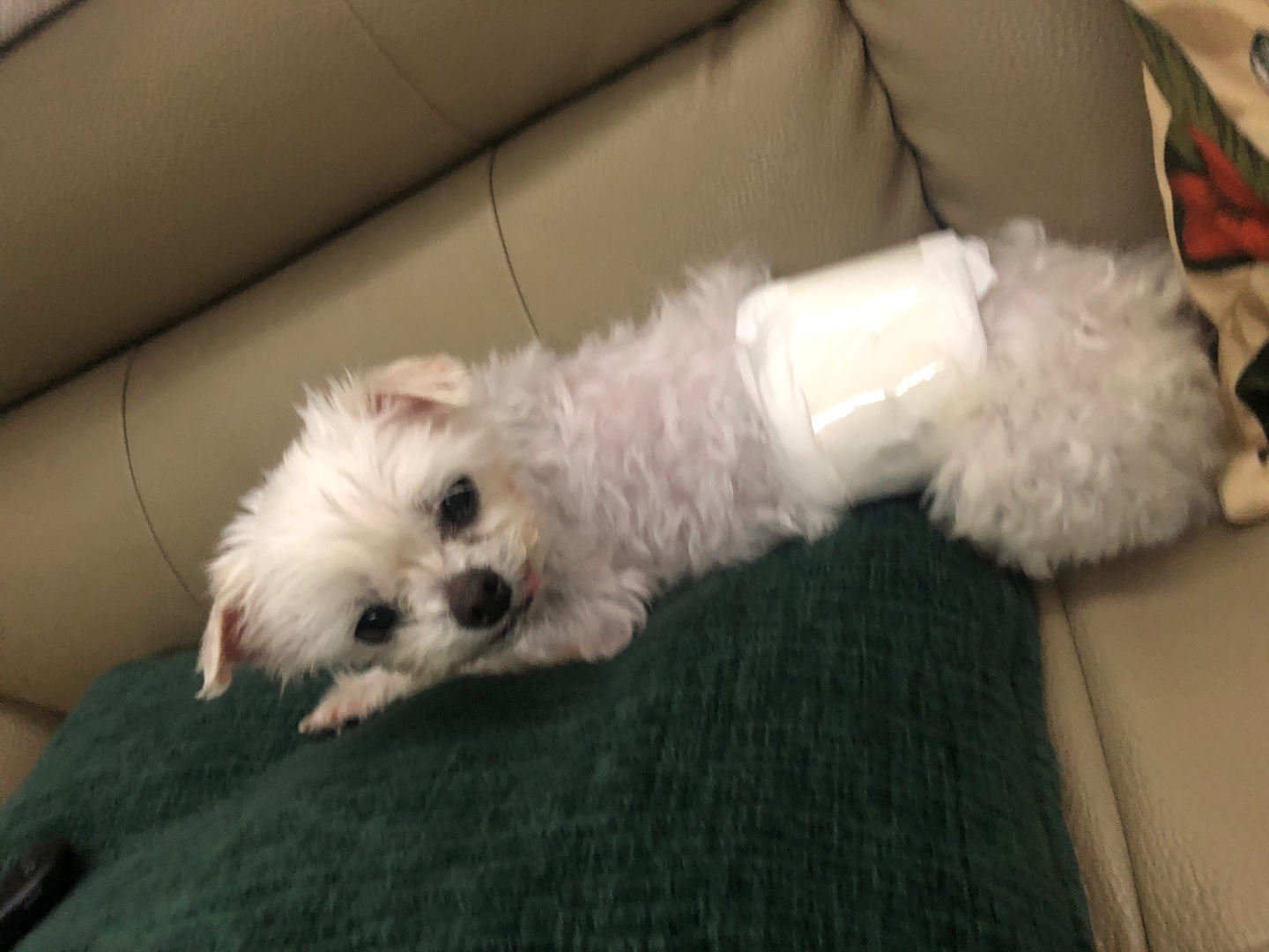 곤지암 도우너 입양1주일차