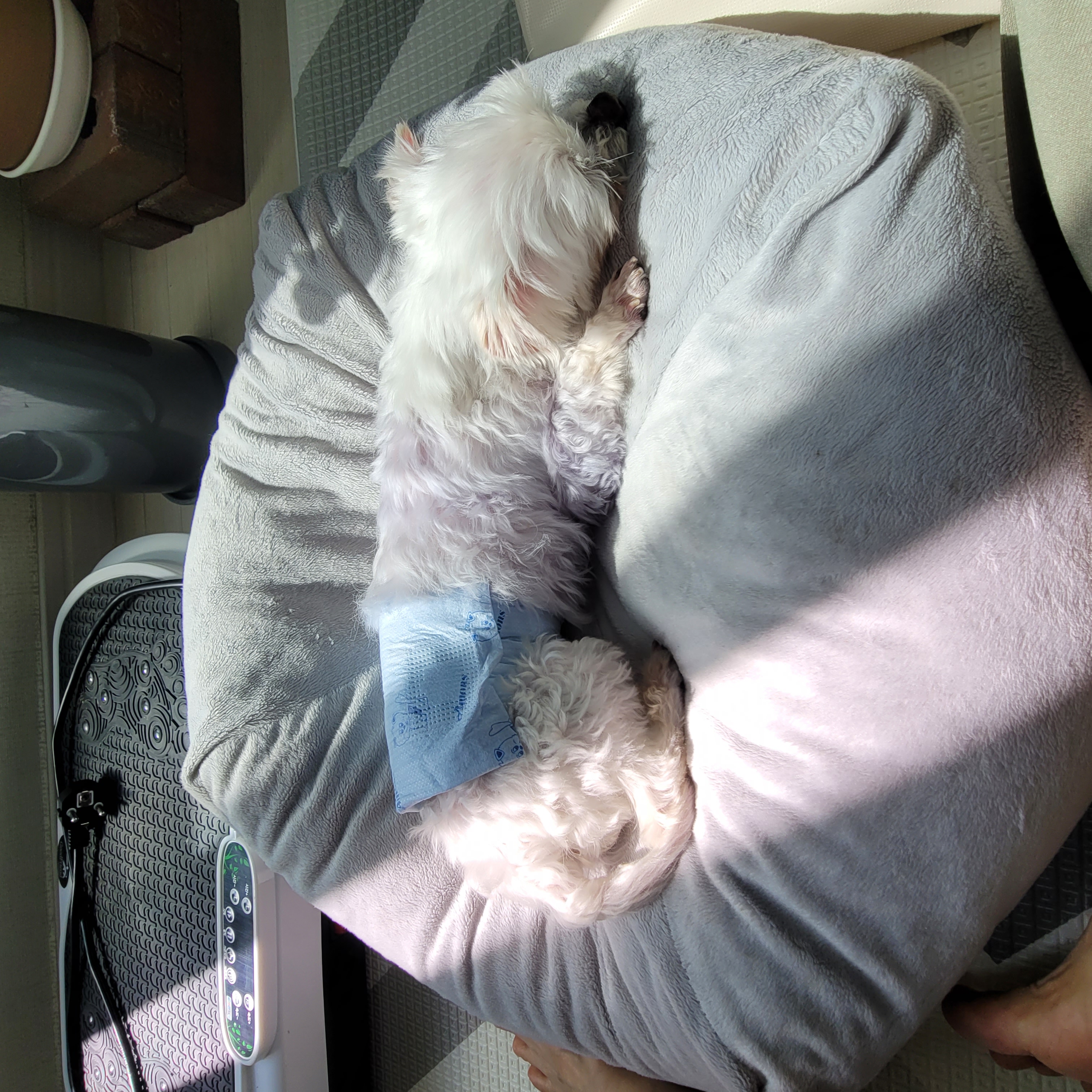 곤지암 도우너 입양1주일차