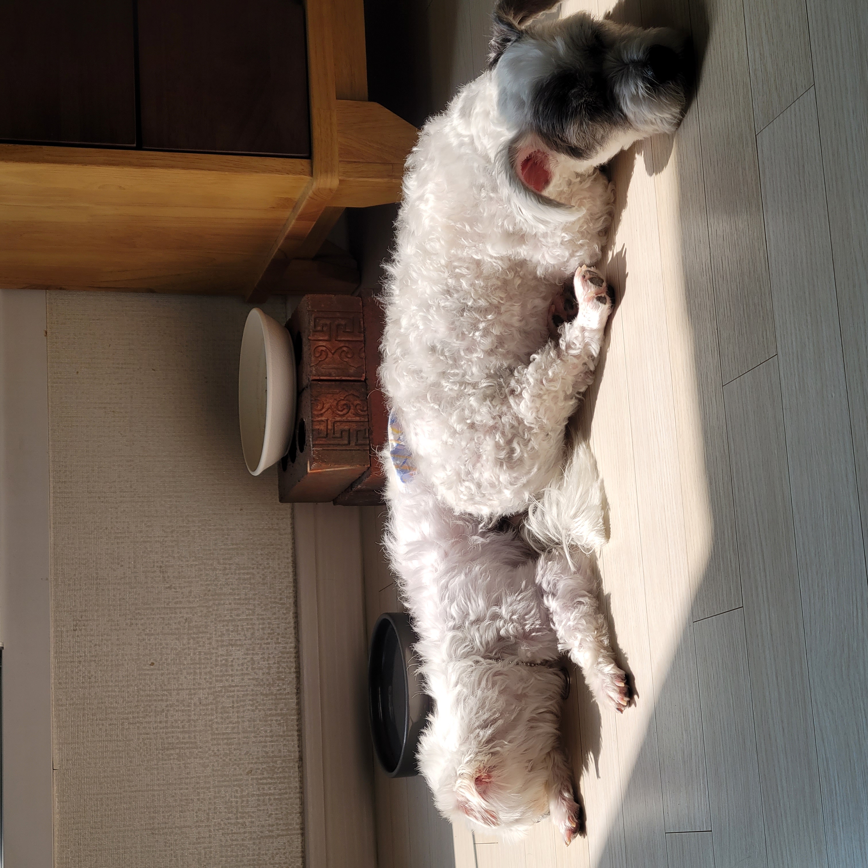 곤지암 도우너 입양1주일차