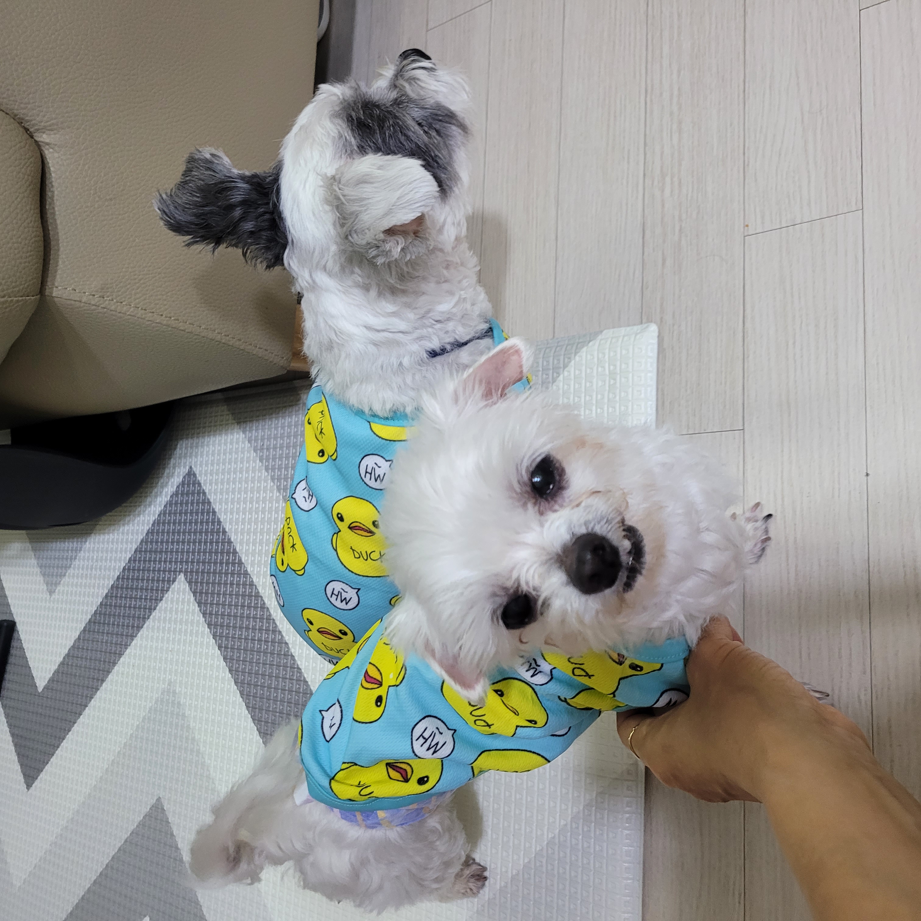 곤지암 도우너 입양1주일차