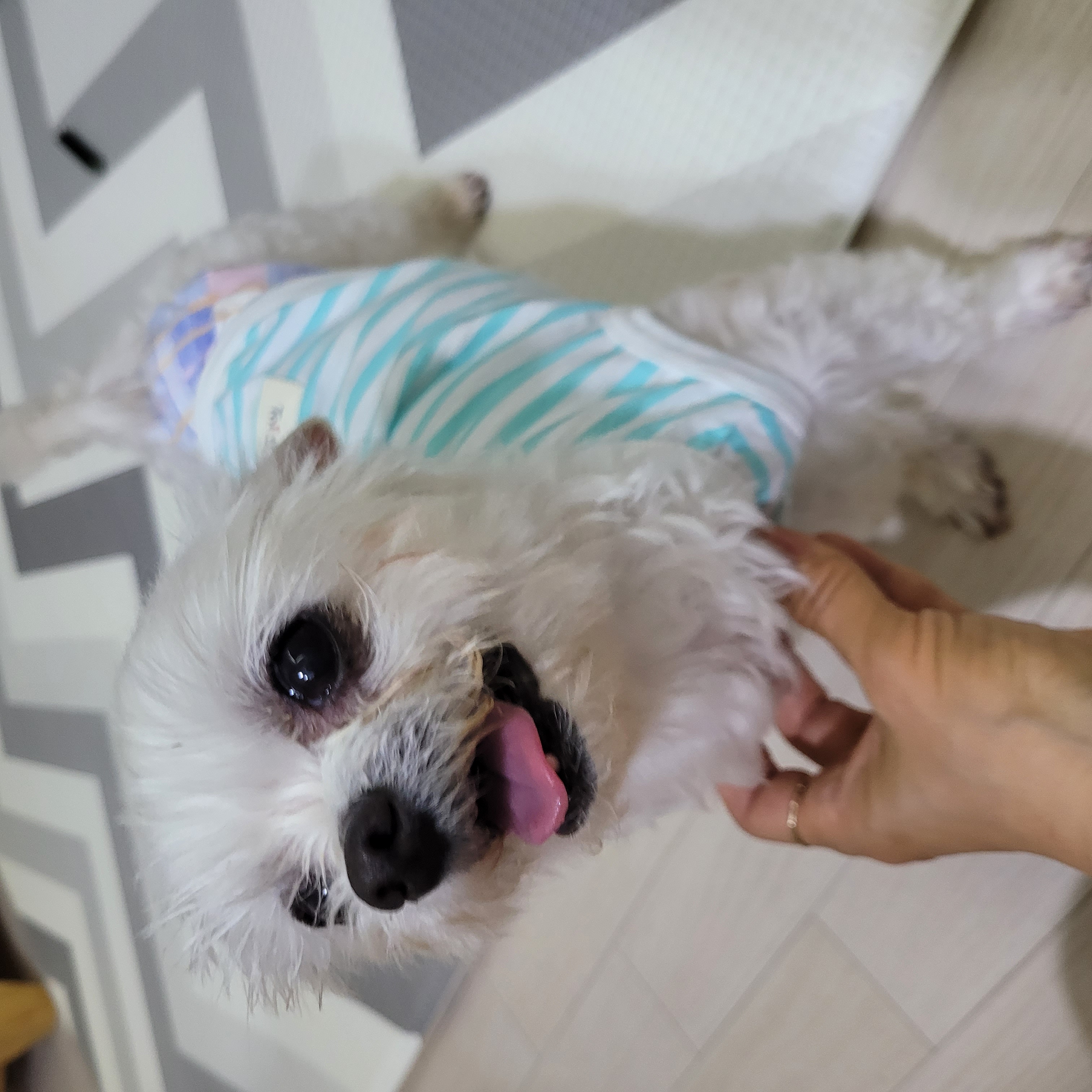 곤지암 도우너 입양1주일차