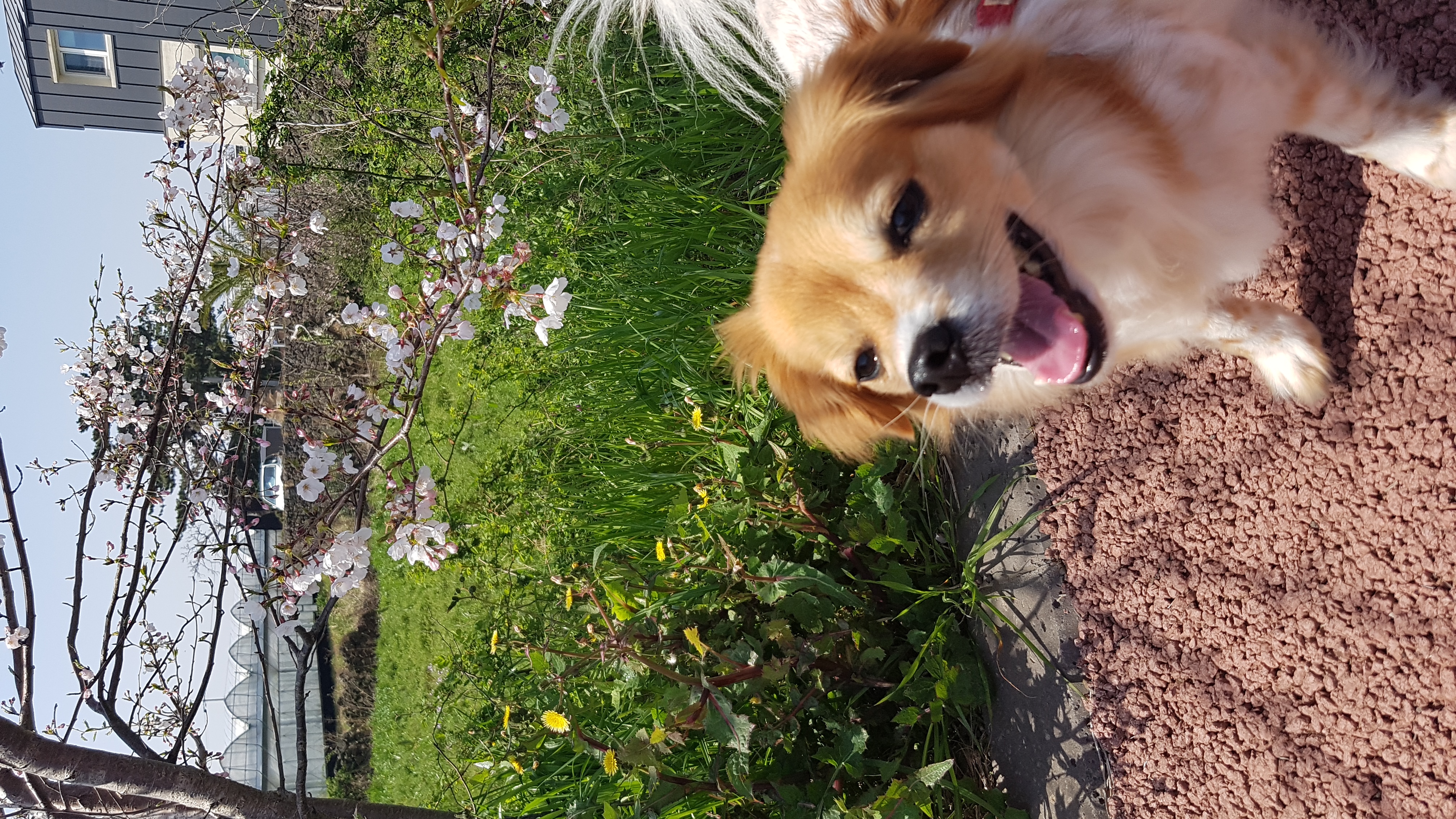 오랜만에 제주 콩이 (가온) 인사드립니다.