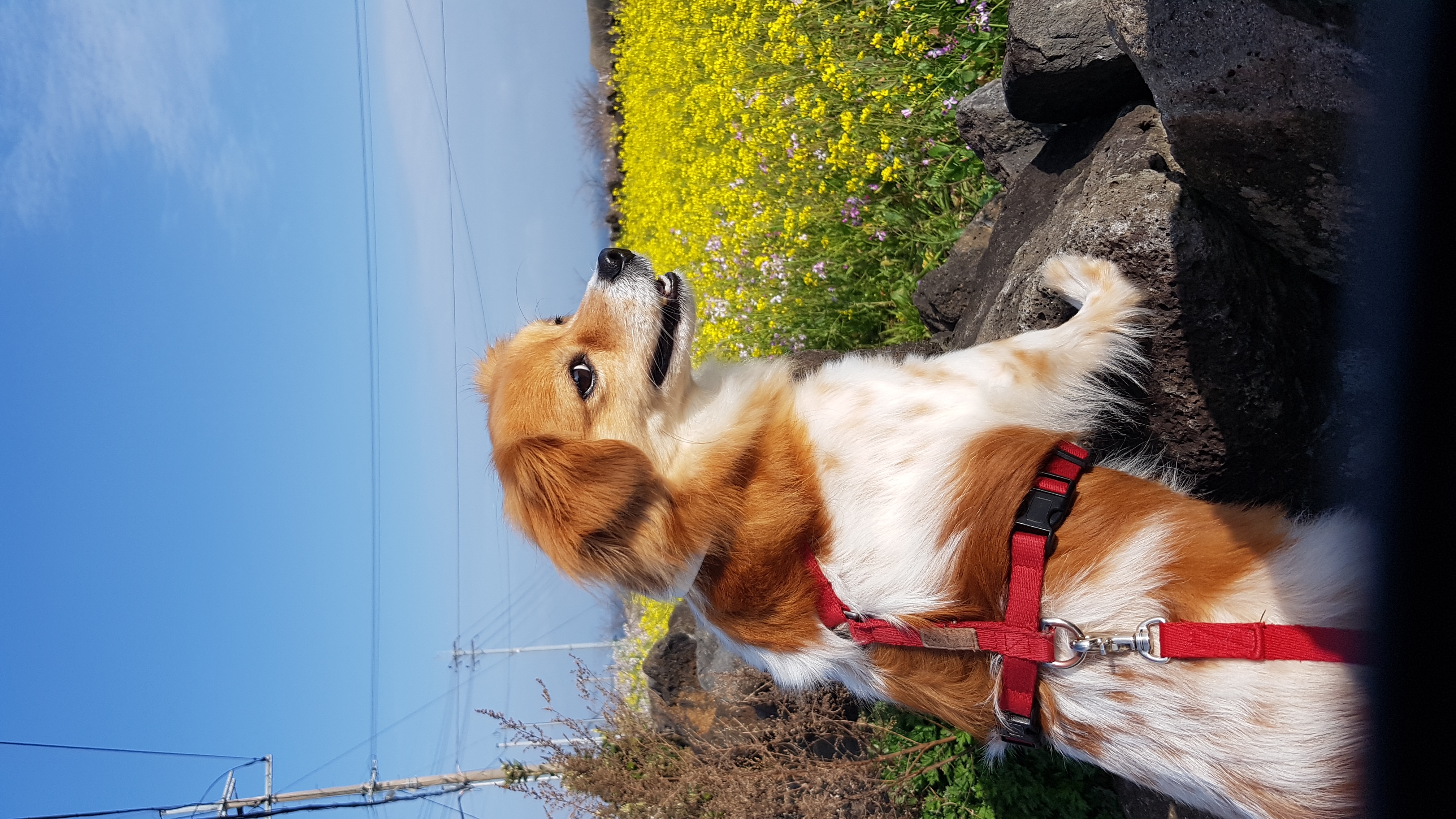 오랜만에 제주 콩이 (가온) 인사드립니다.