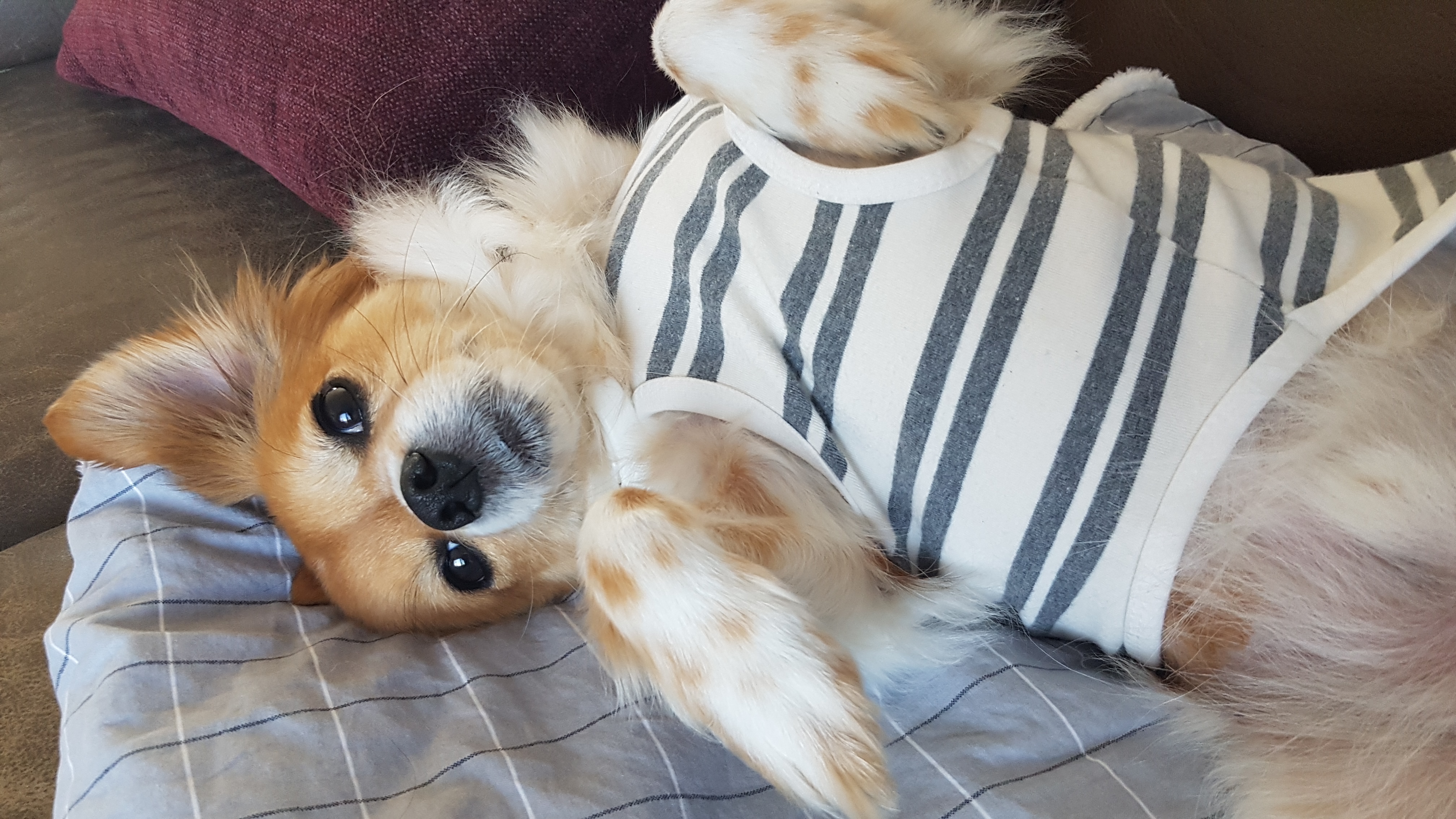 오랜만에 제주 콩이 (가온) 인사드립니다.