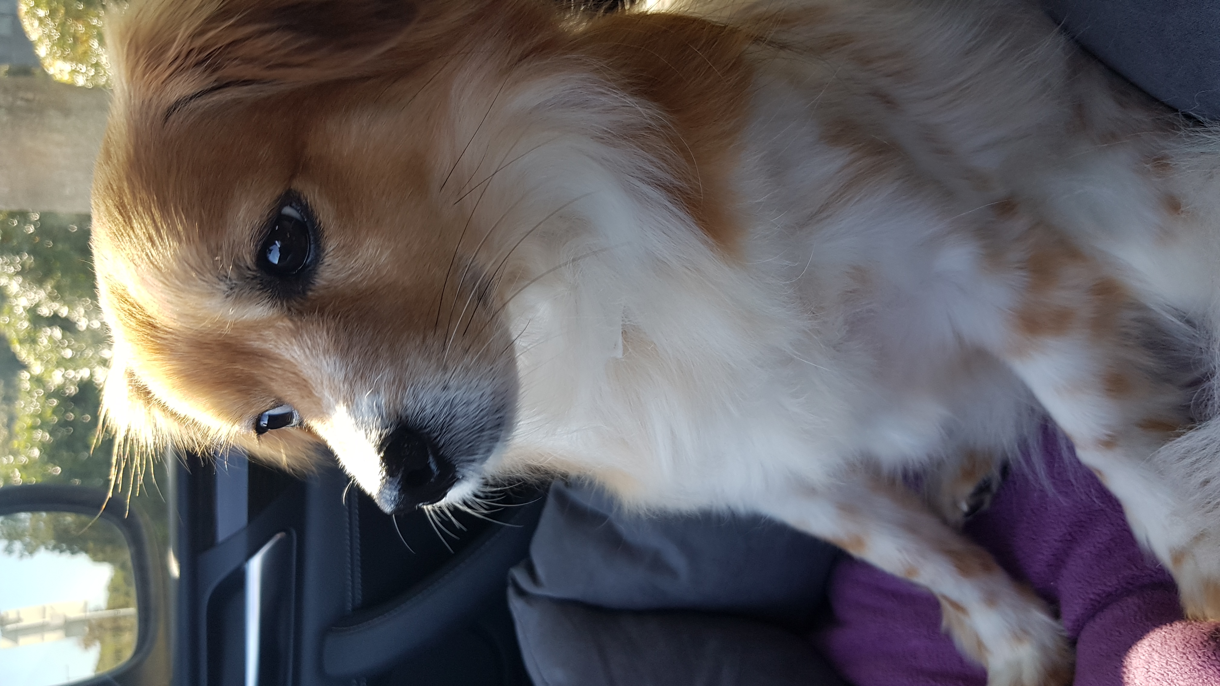 오랜만에 제주 콩이 (가온) 인사드립니다.