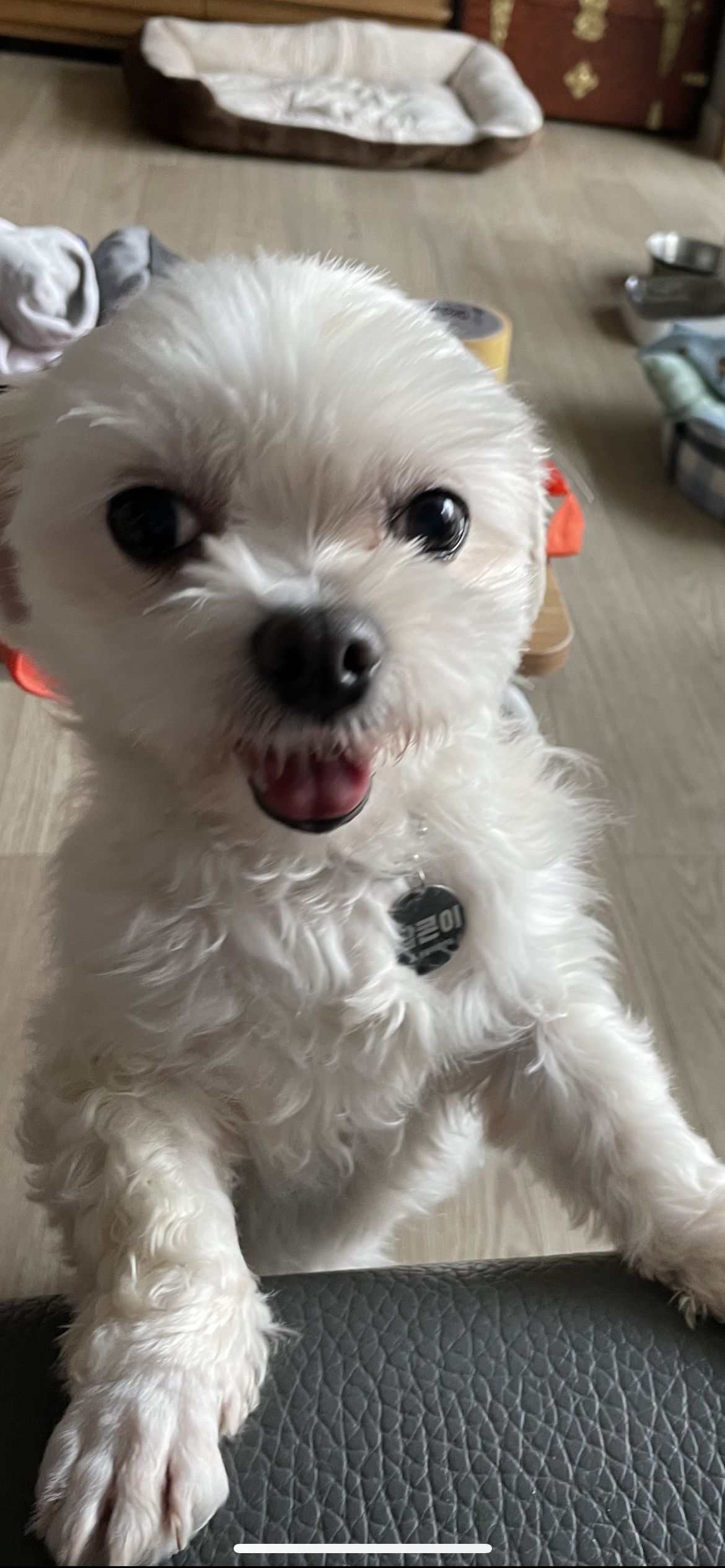 안녕하세요 곤지암 9엄마 팝콘이를 소개합니다