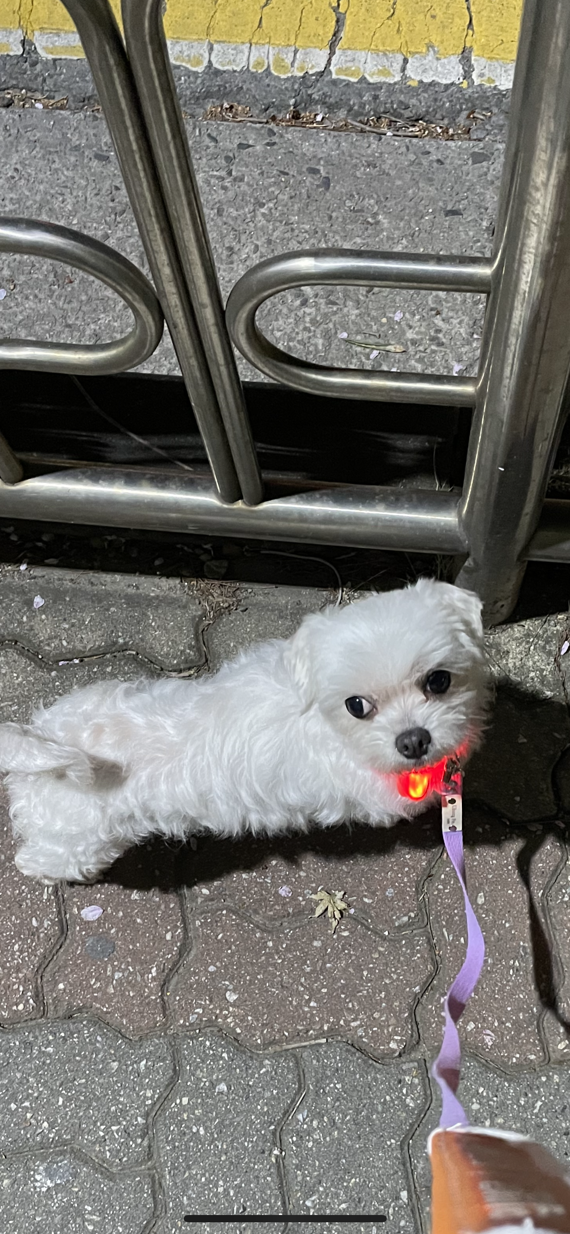 안녕하세요 곤지암 9엄마 팝콘이를 소개합니다