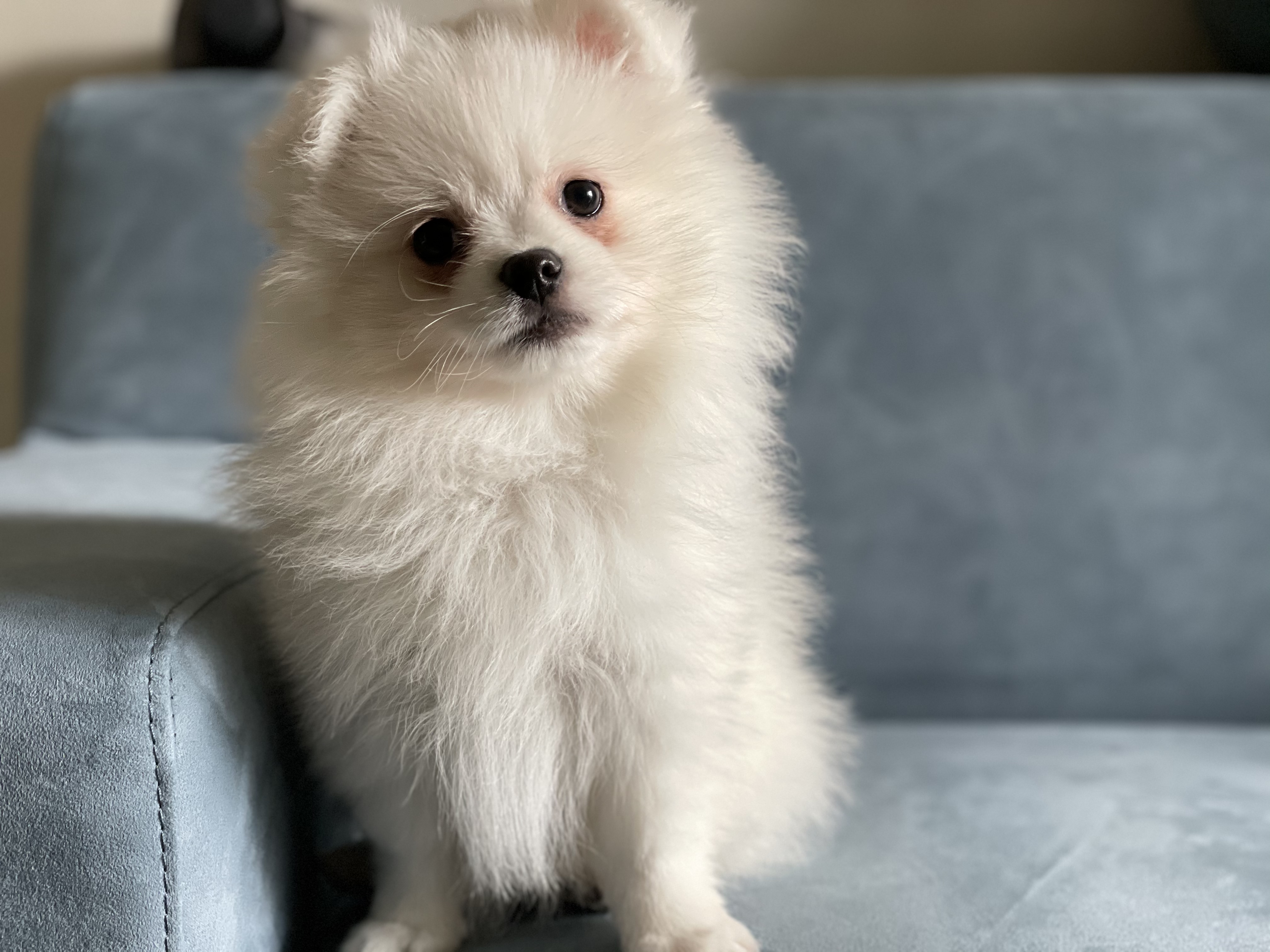 안녕하세요~~마사(복댕이) 입양후 일주일이에요~