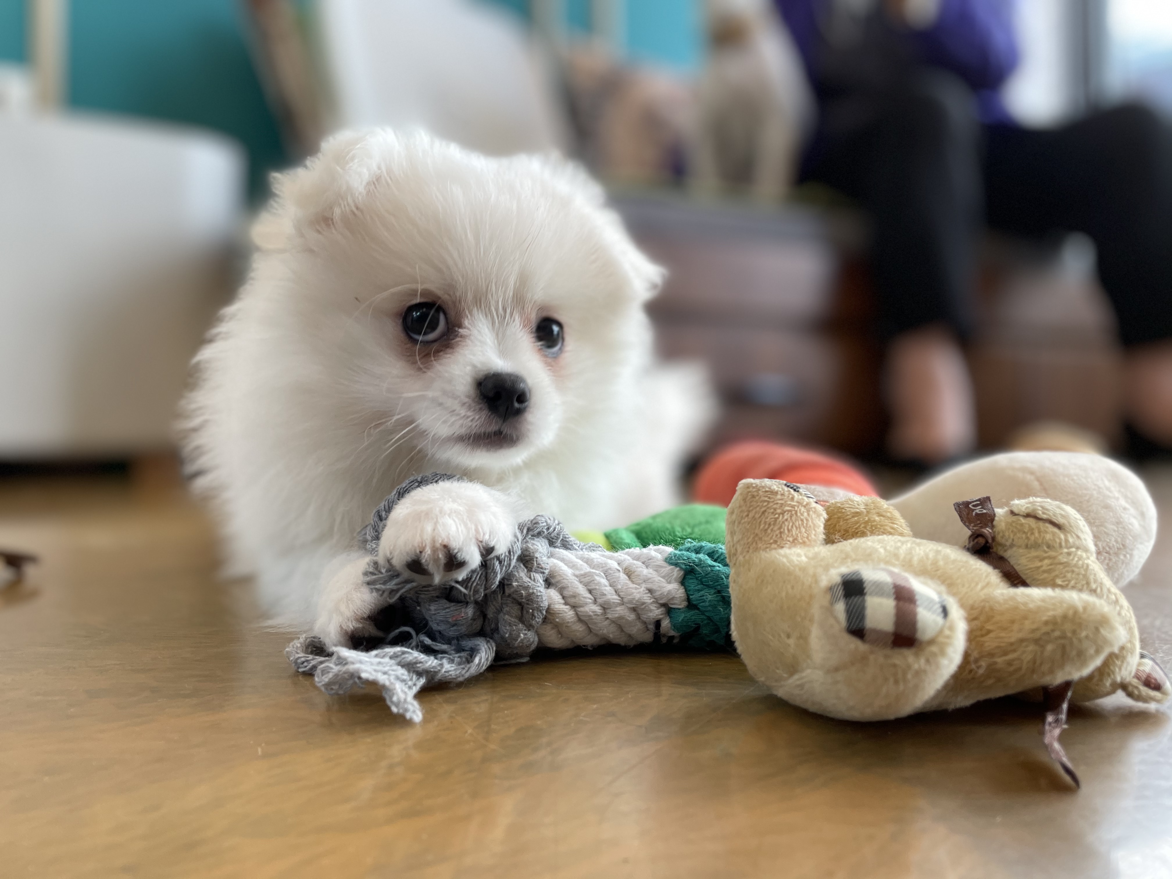 안녕하세요~~마사(복댕이) 입양후 일주일이에요~