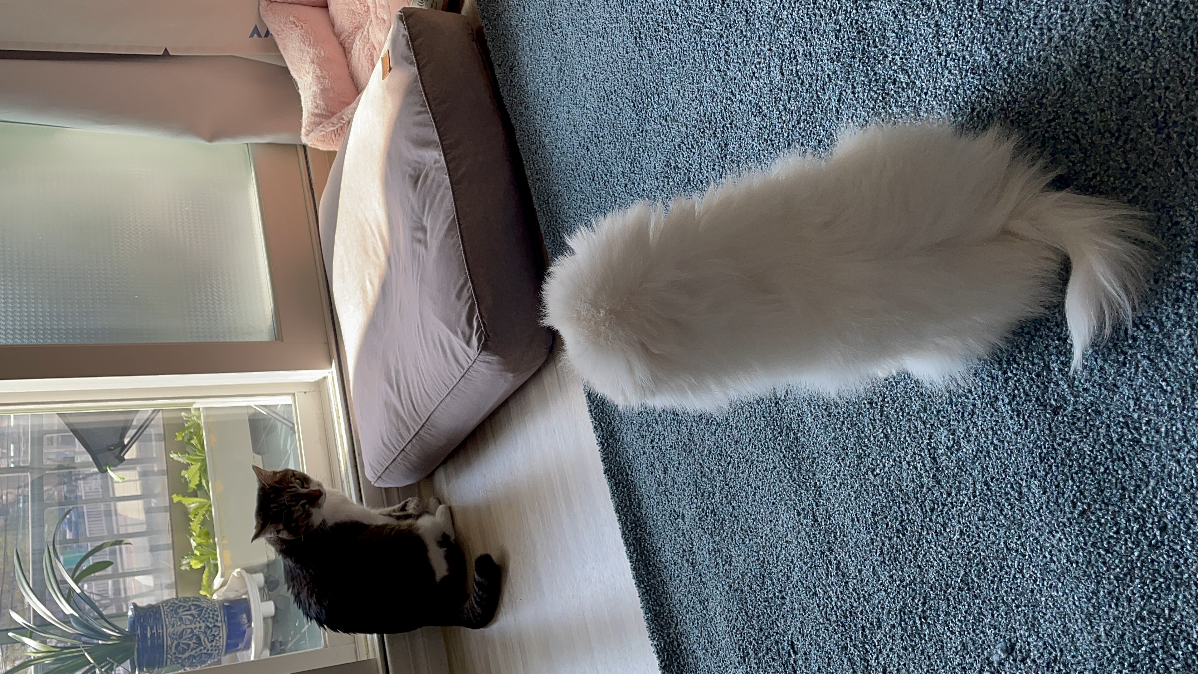 안녕하세요~~마사(복댕이) 입양후 일주일이에요~