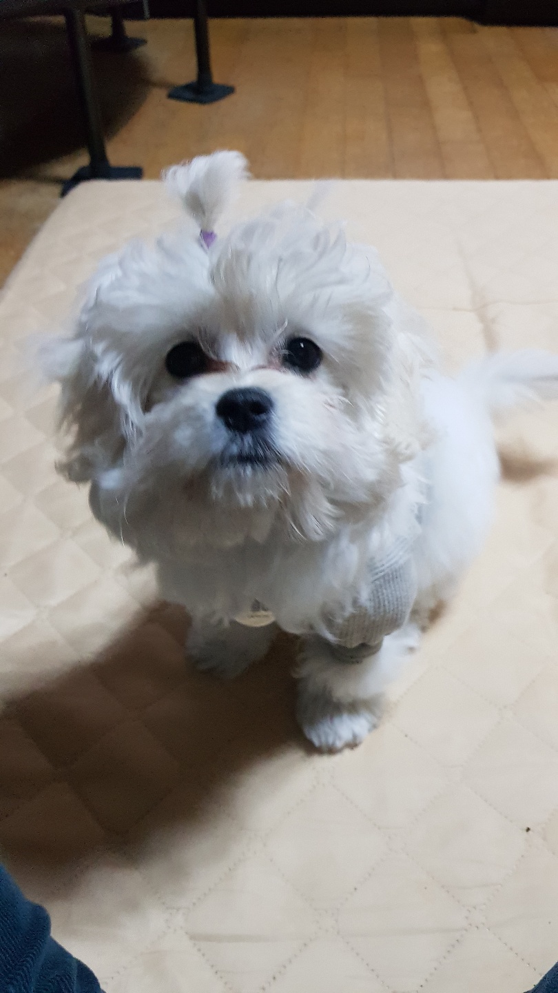 크림이(청삼이) 입양 1달 후 소식입니다~