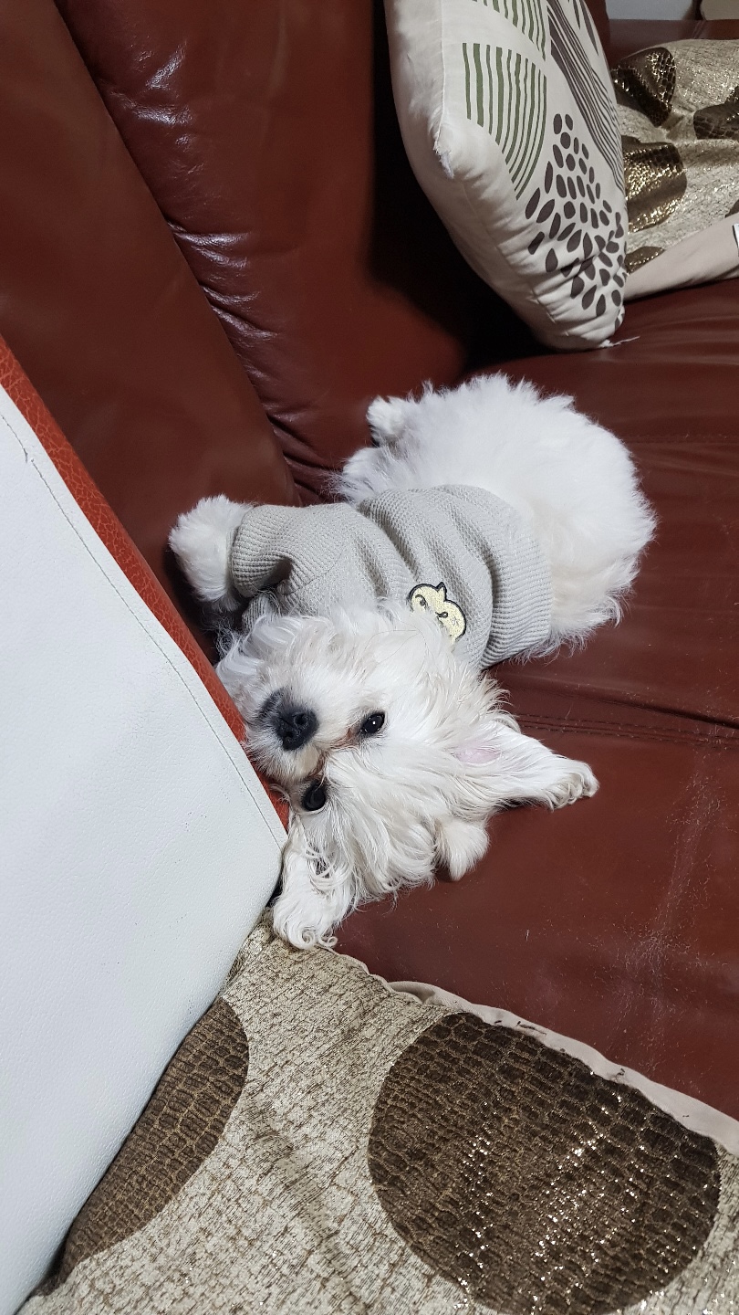 크림이(청삼이) 입양 1달 후 소식입니다~