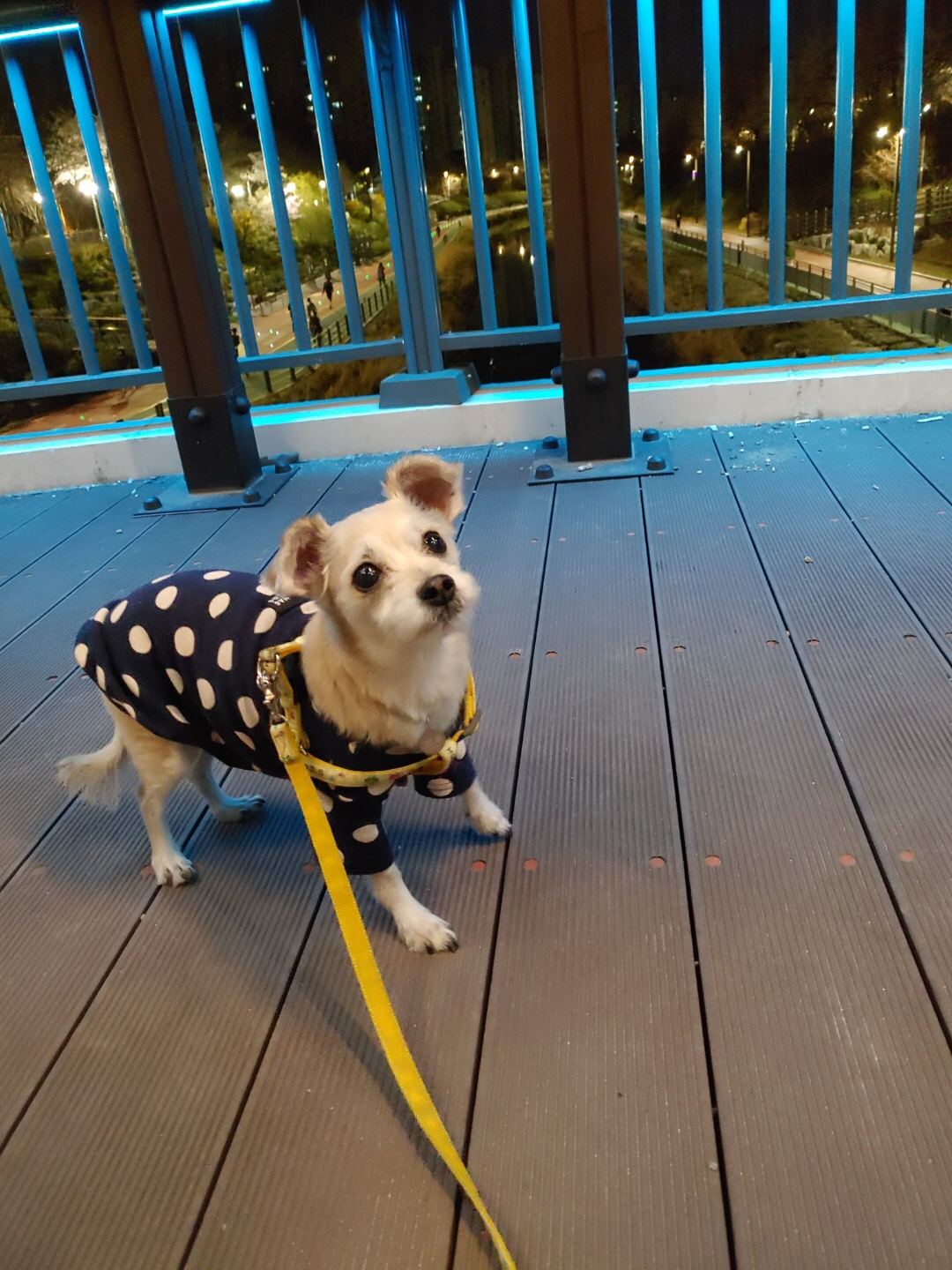 진이(前바비) 3개월차 소식입니다 ^0^