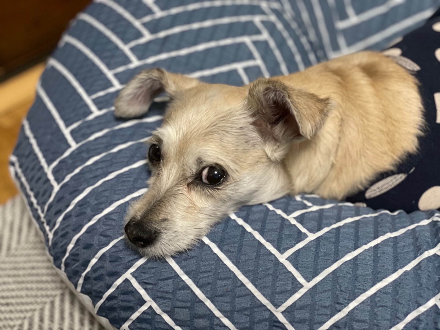 진이(前바비) 3개월차 소식입니다 ^0^