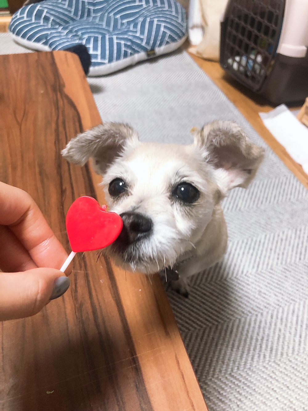 진이(前바비) 3개월차 소식입니다 ^0^