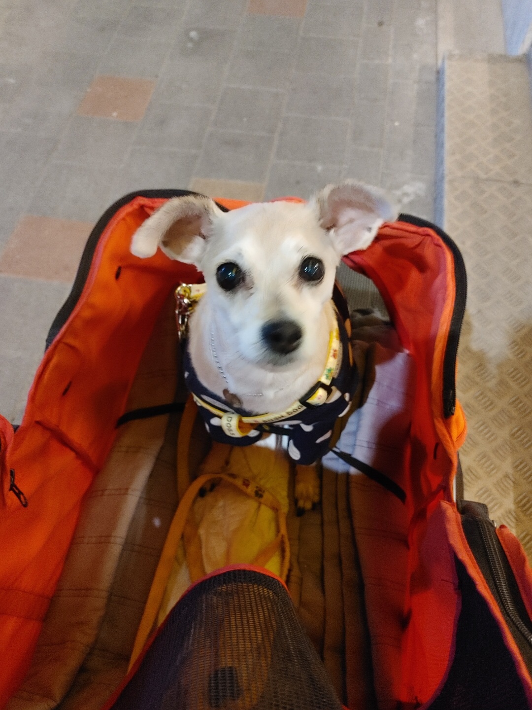 진이(前바비) 3개월차 소식입니다 ^0^