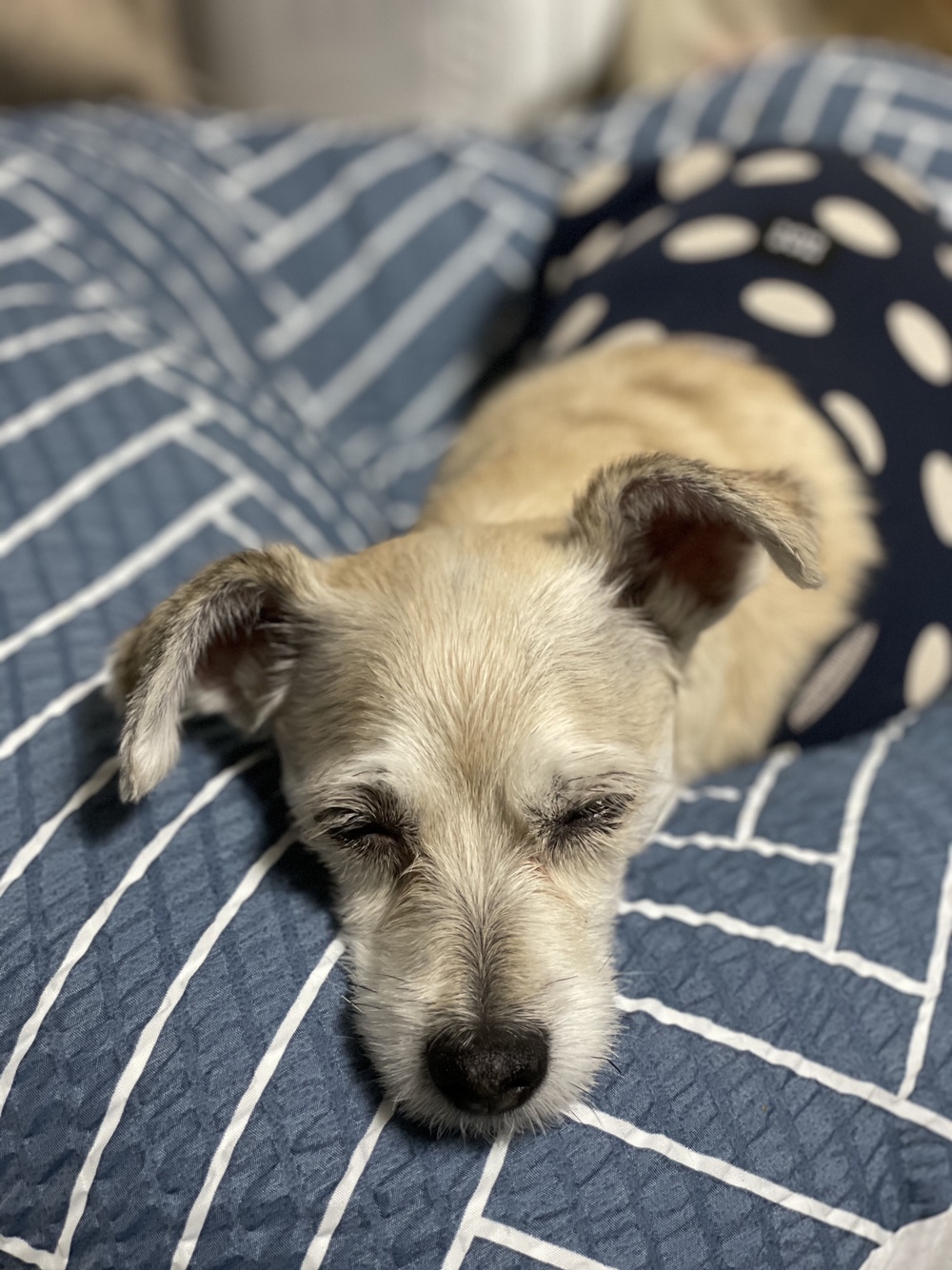 진이(前바비) 3개월차 소식입니다 ^0^