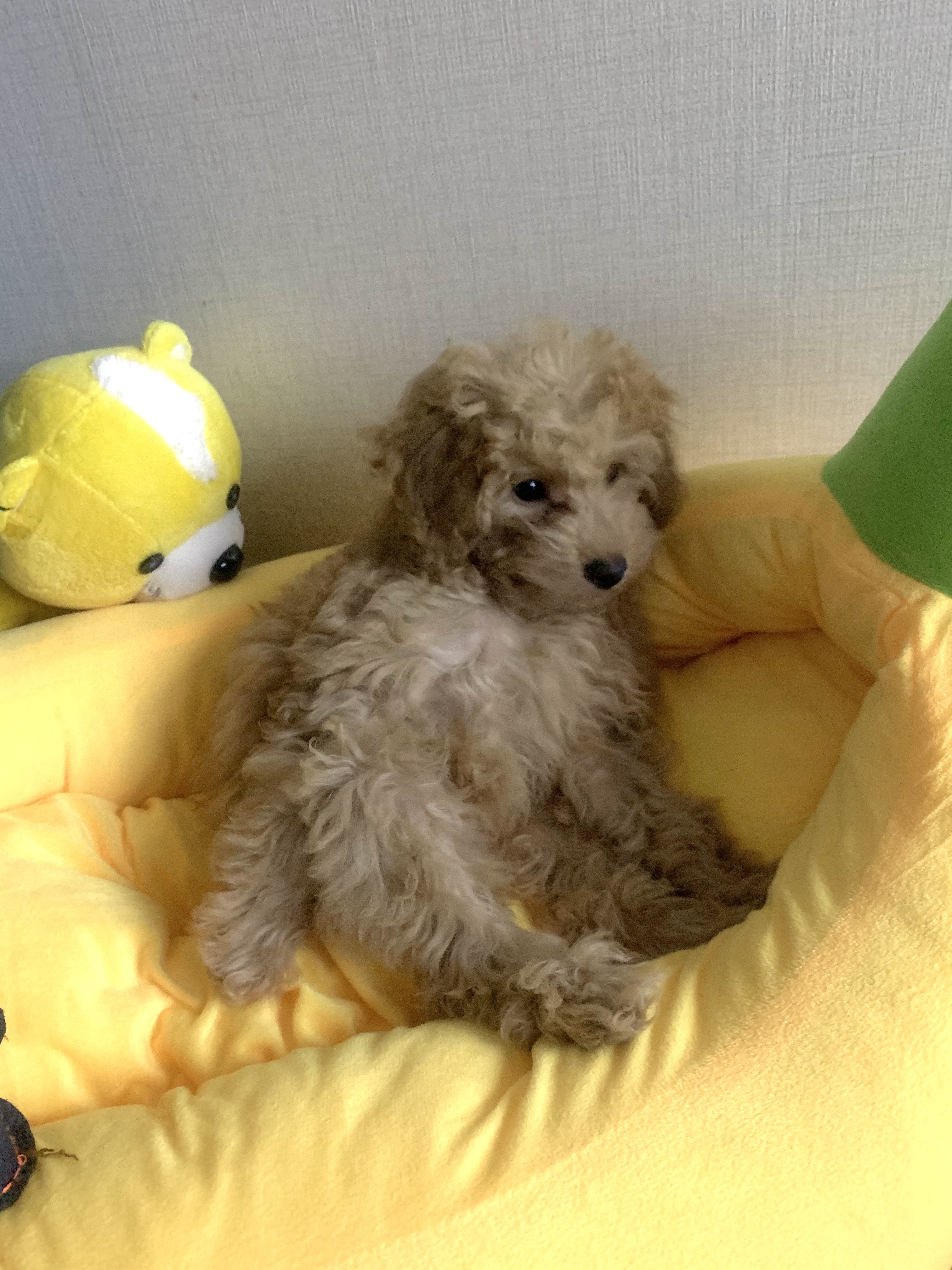 초이 한달 소식 전해드려요~^^(해삼이)