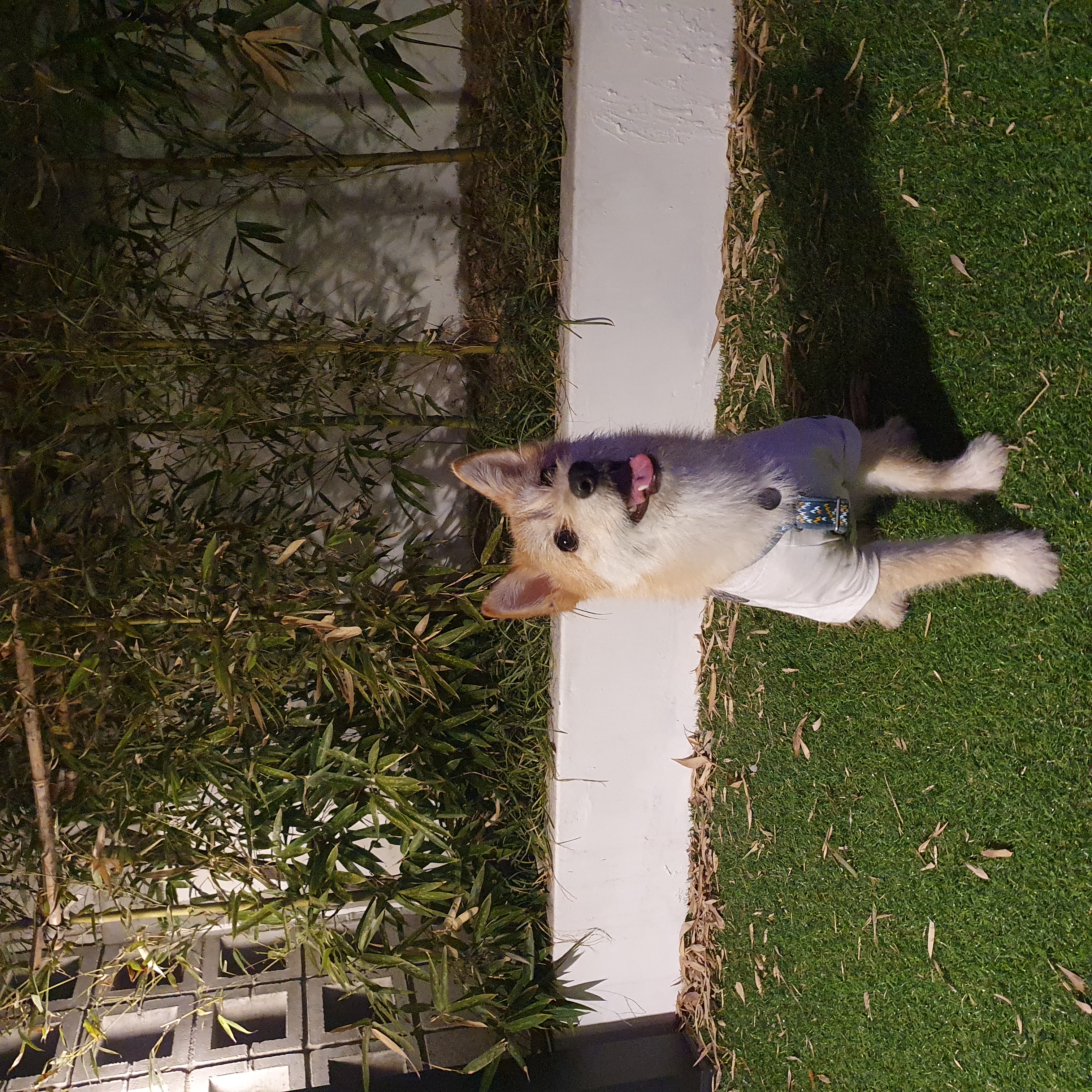 보들이(순애) 3개월 차 이야기♥