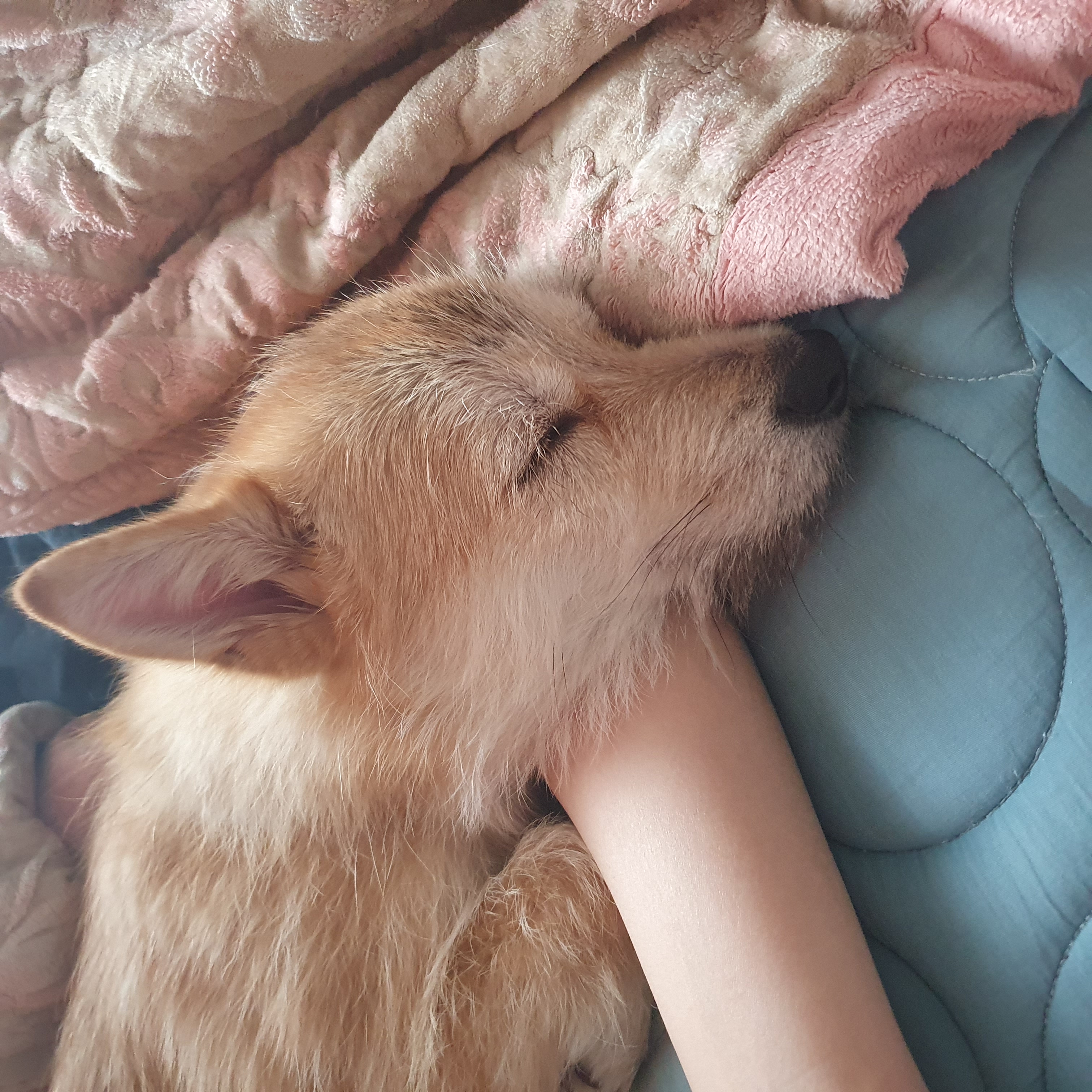 보들이(순애) 3개월 차 이야기♥